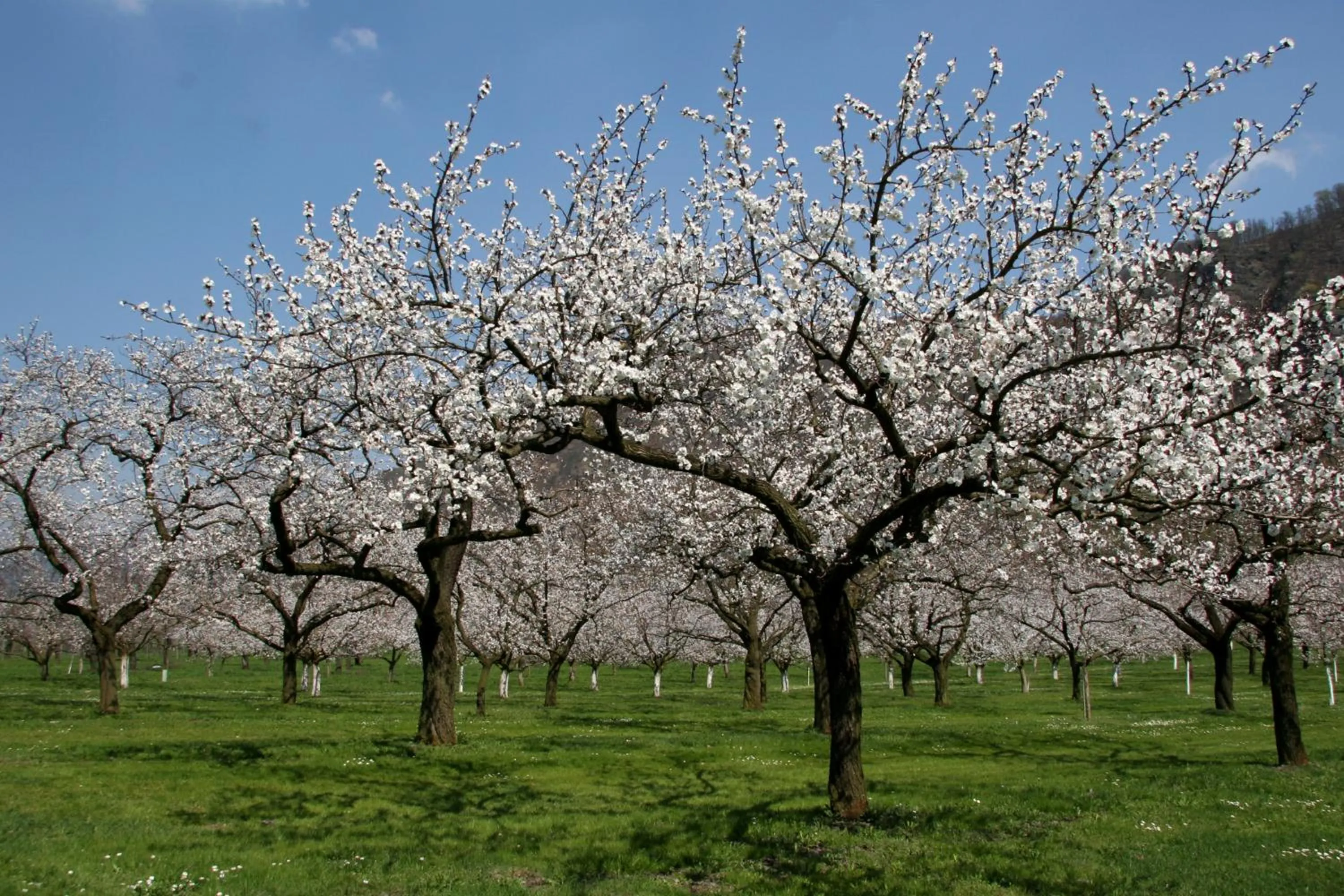 Spring in Schlossgasthof
