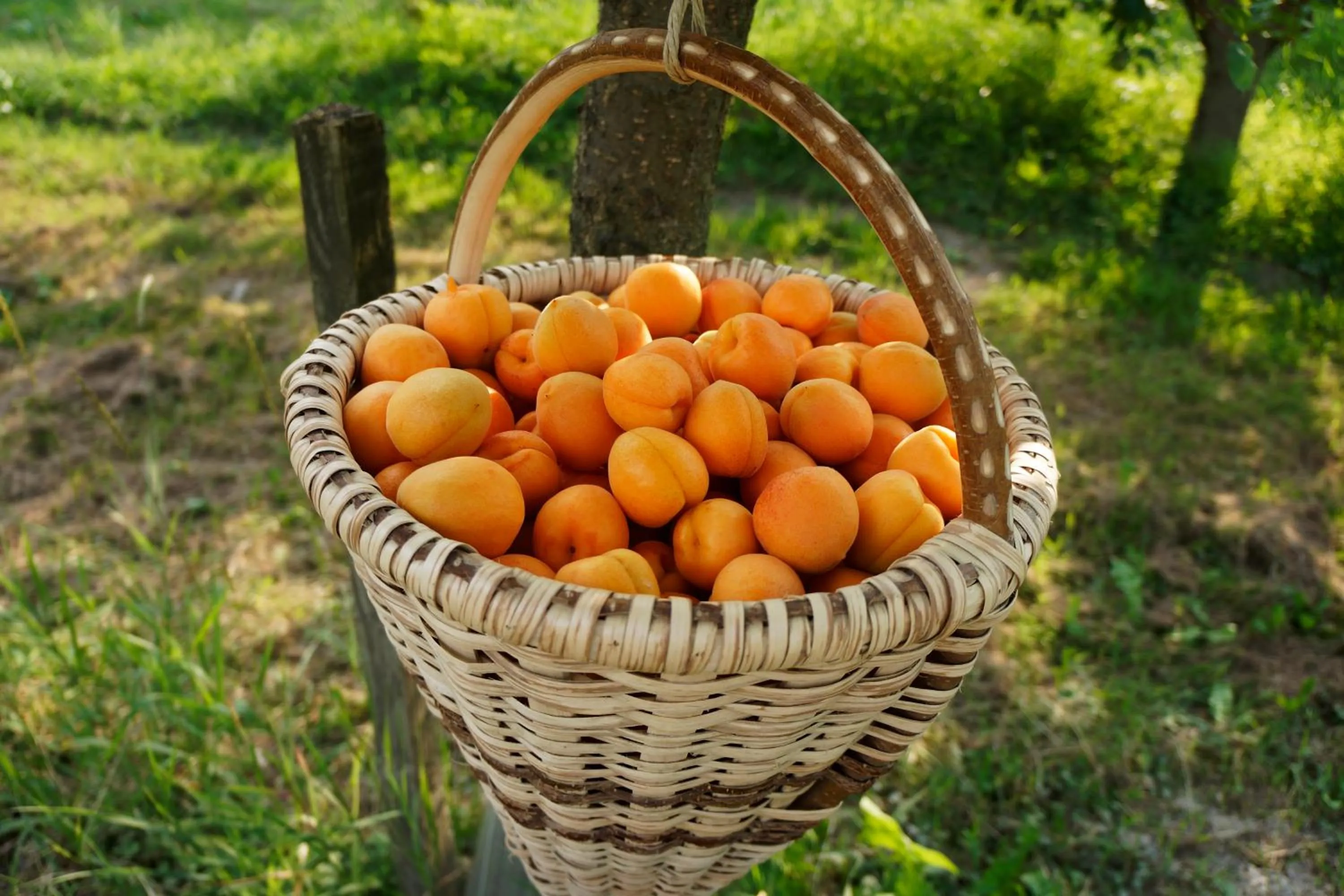 Restaurant/places to eat in Schlossgasthof