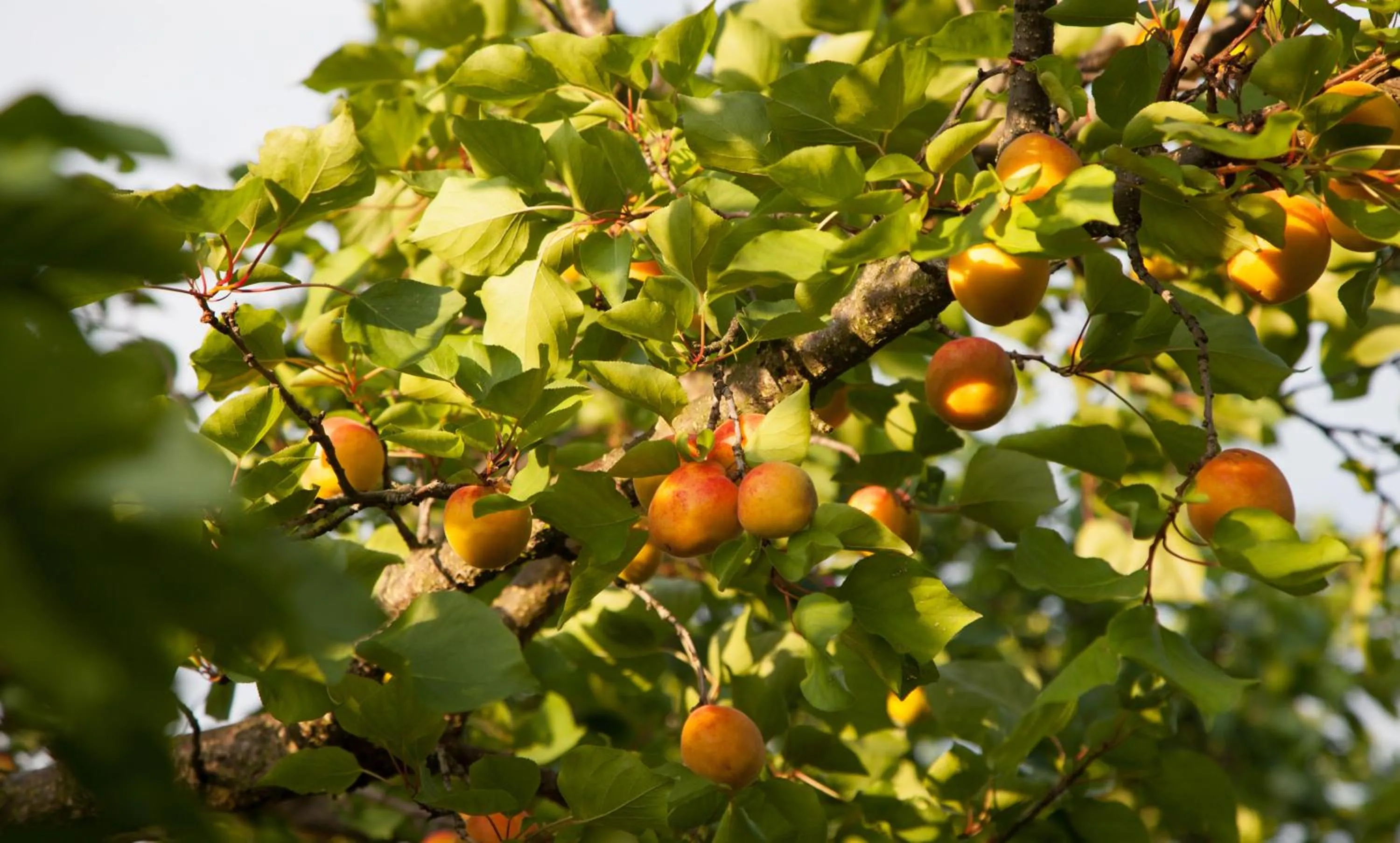 Garden view in Das WeinQuadrat - boutique stay