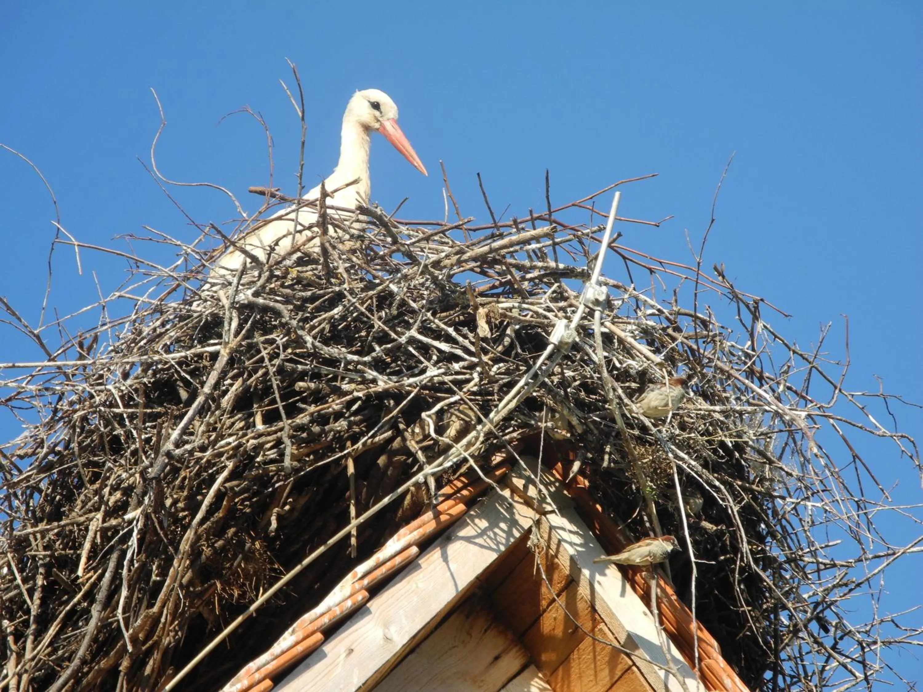 Animals in Tradicije Cigoc