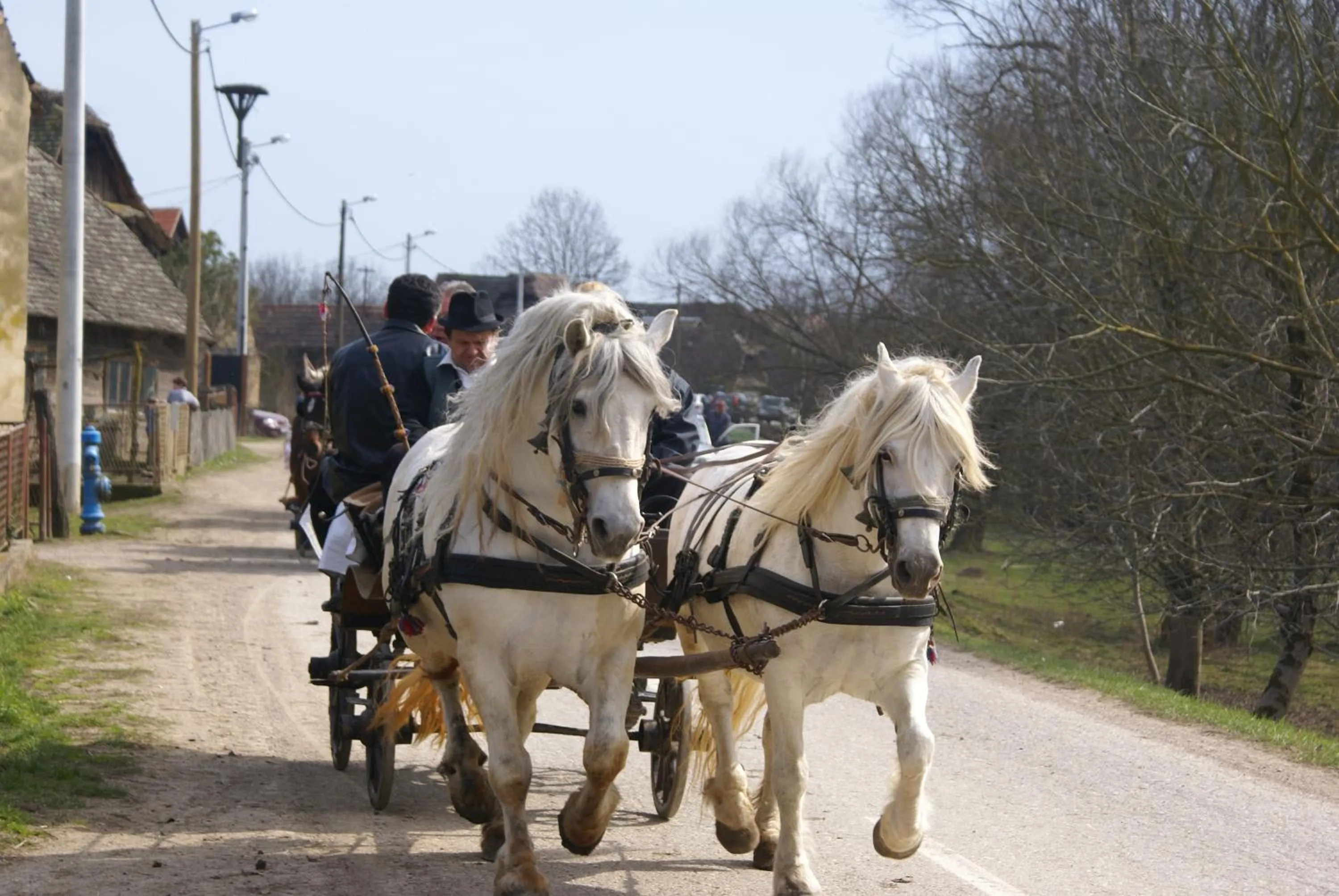 Other in Tradicije Cigoc