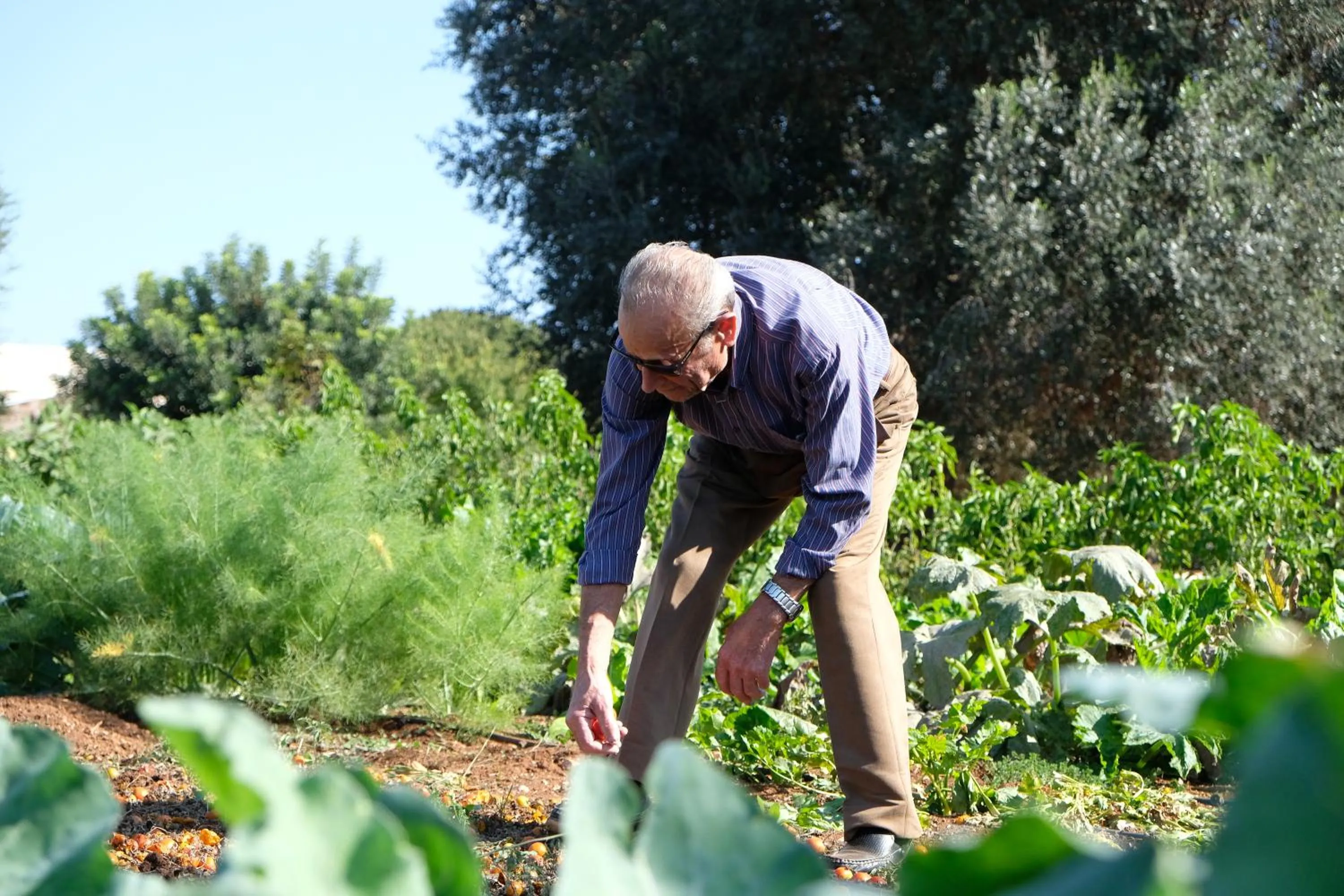 Garden in Masseria Grieco