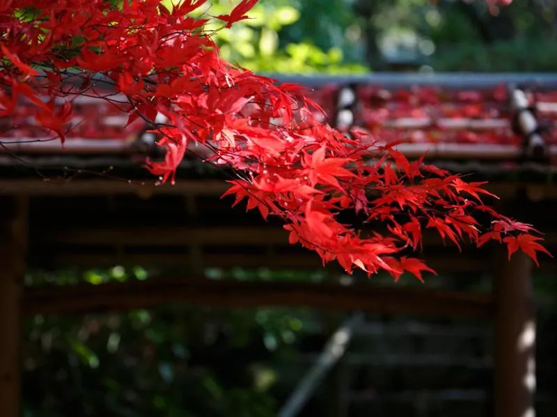 Garden in Nakanobo Zuien (Adult Only)
