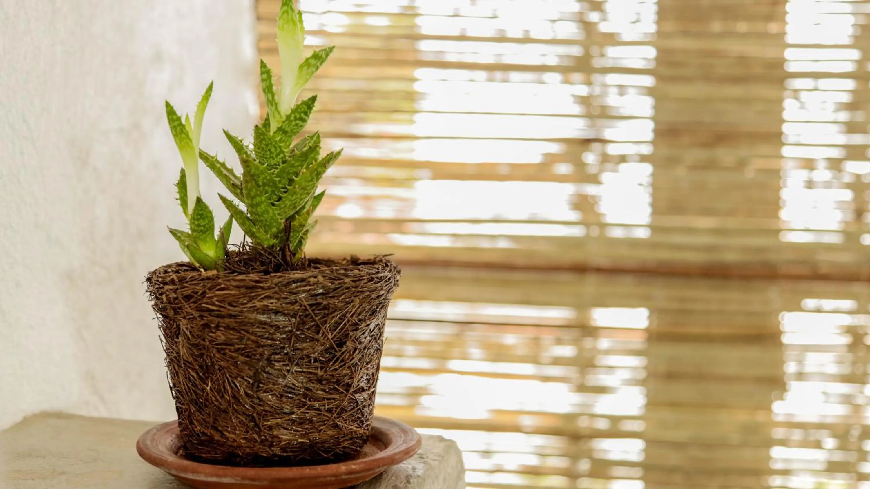 Bedroom in Agrado Guest House