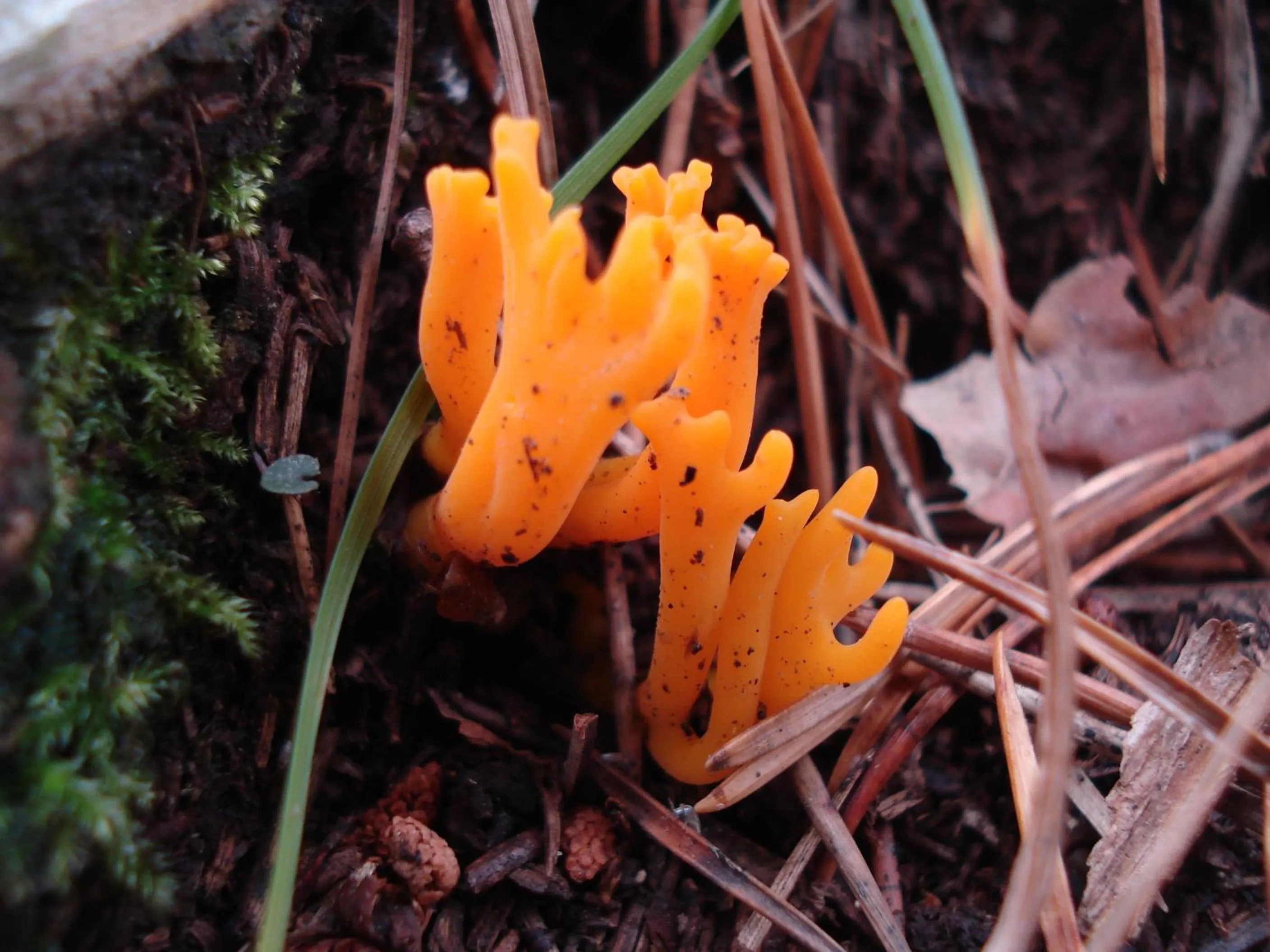 Activities in El Churrón