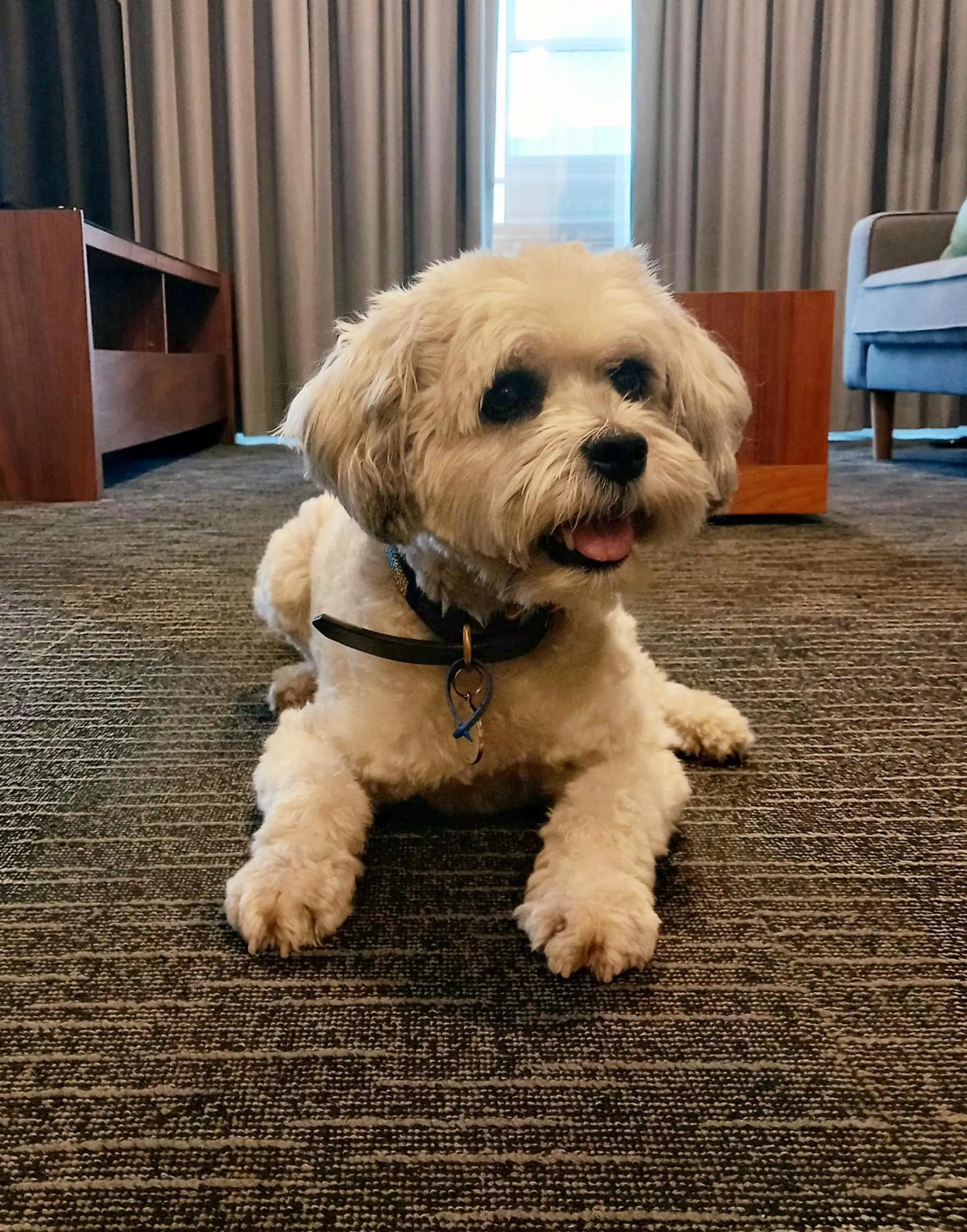 Pets in The Palms Apartments