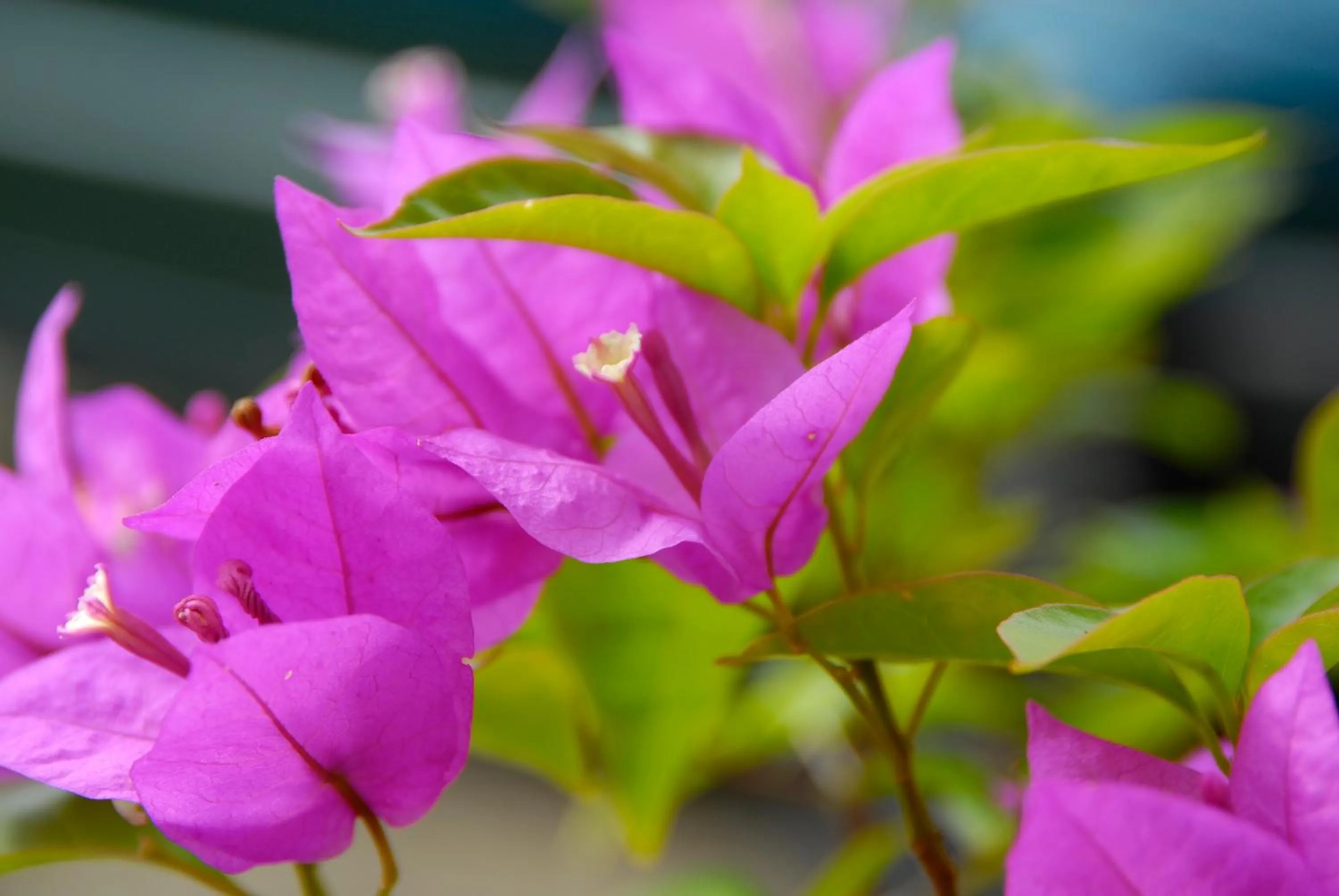 Garden in Costabela Apart Hotel e Pousada