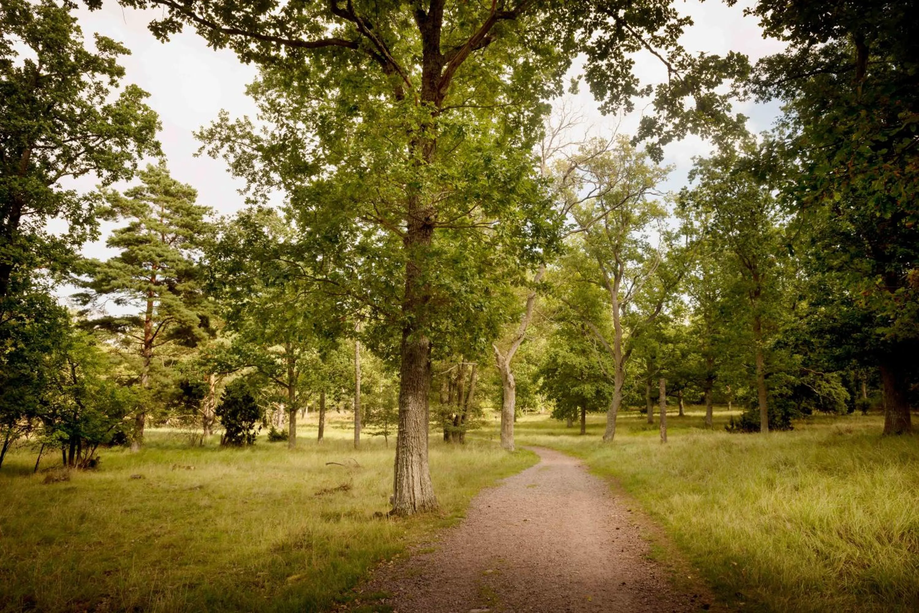 Natural landscape in First Camp Stensö-Kalmar