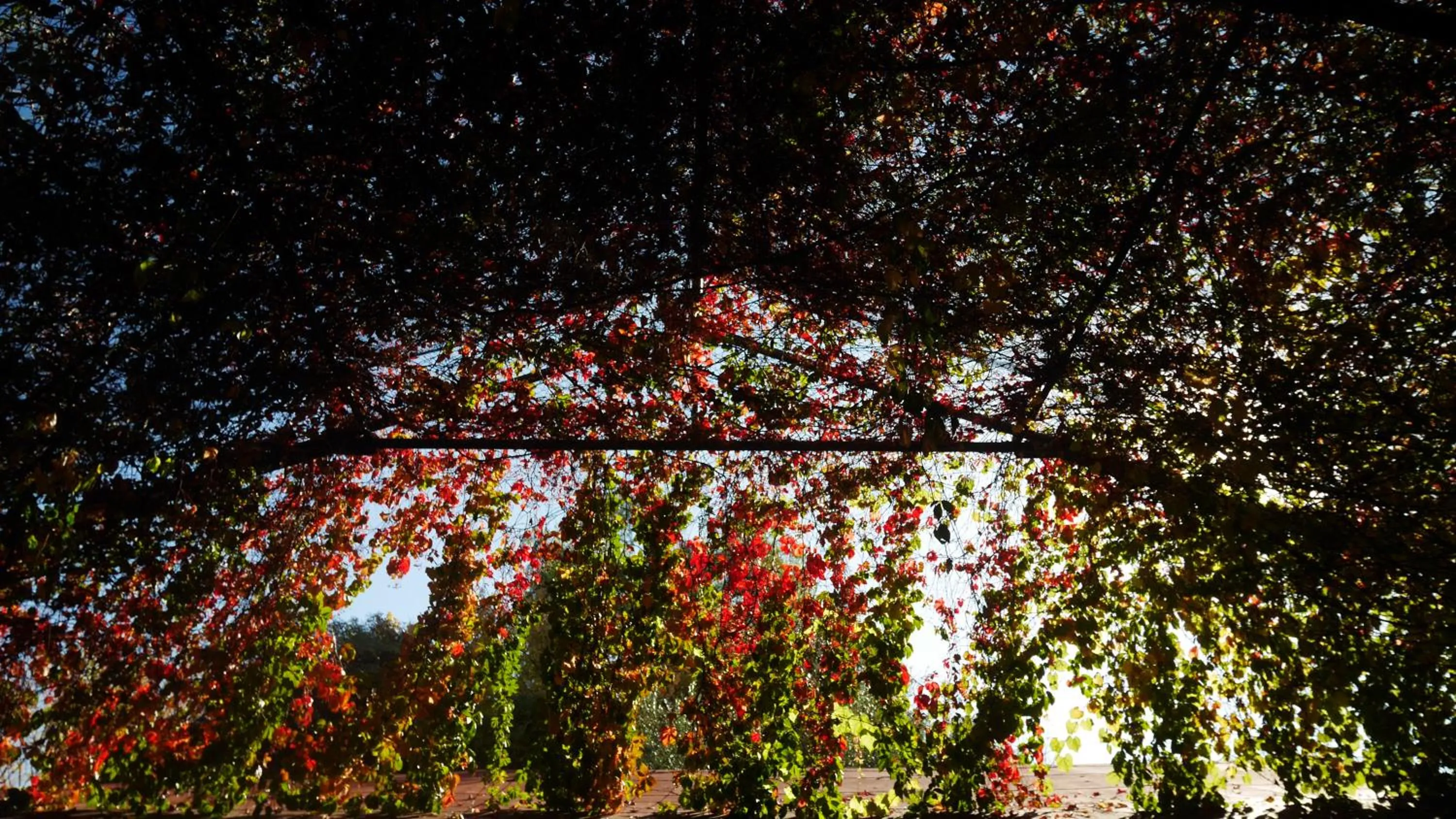 Garden in Lujan De Cuyo B&B