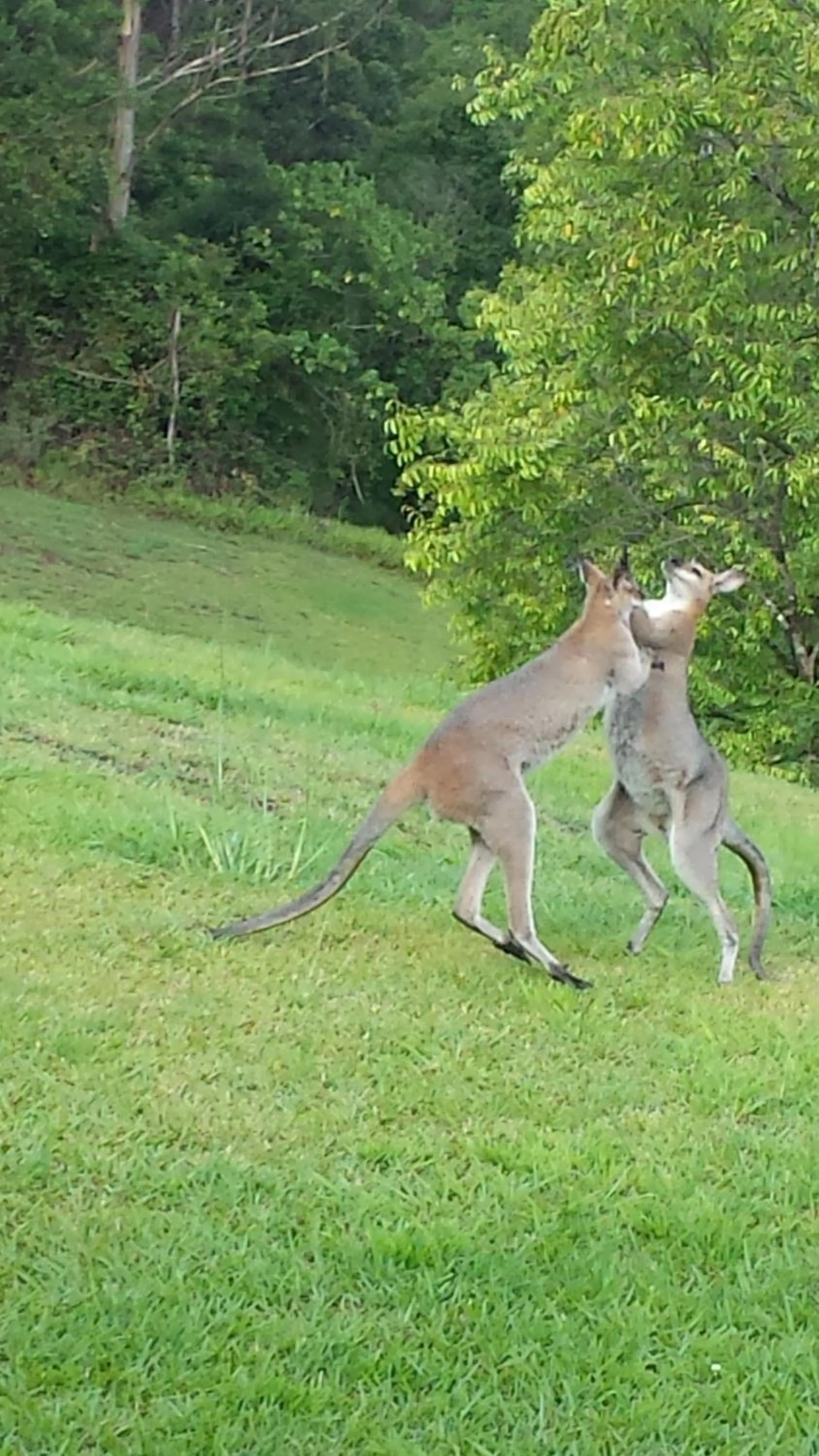 Animals in Silk Pavilions Glamping