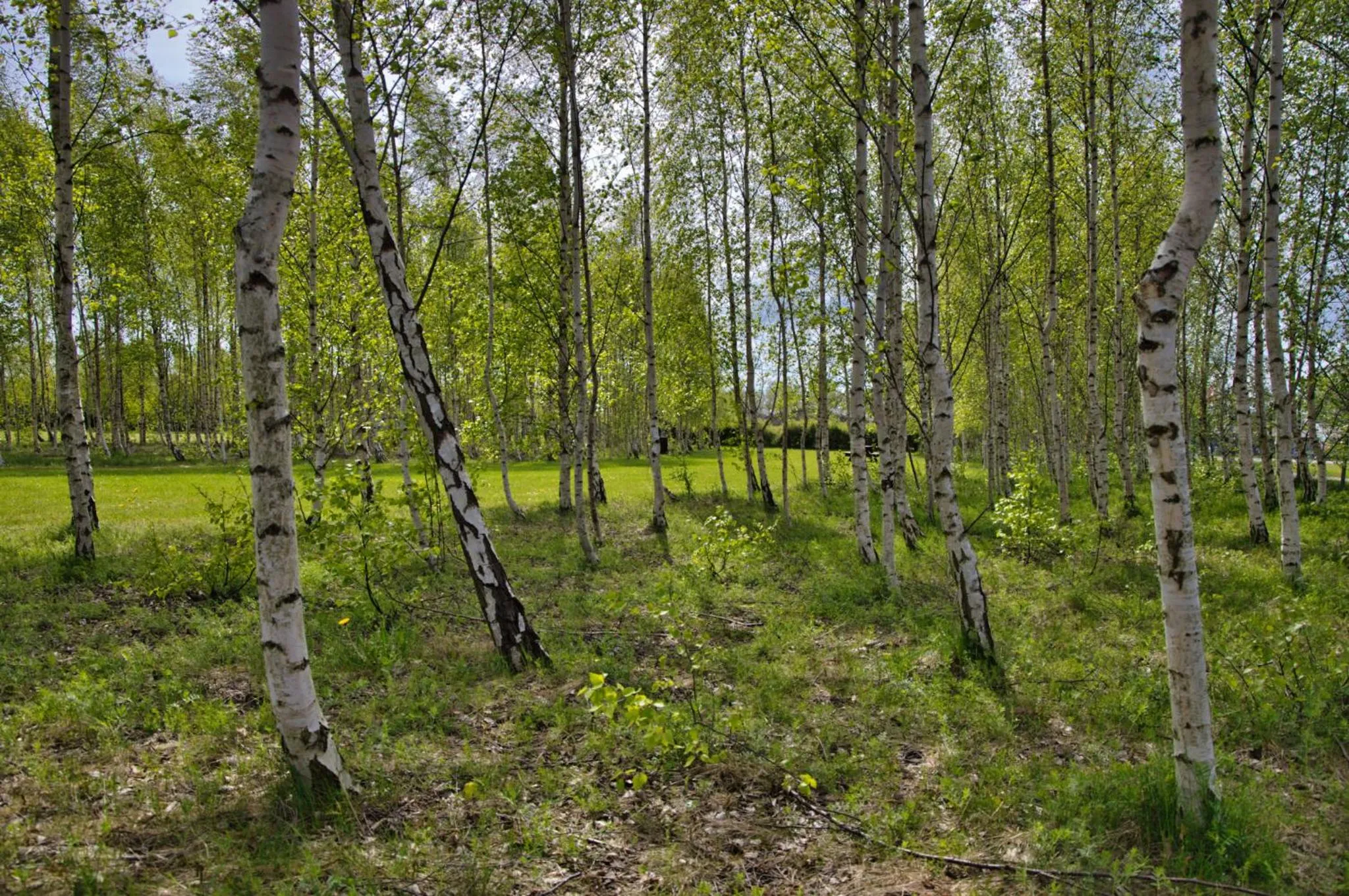 Natural landscape in Danhostel Ishøj Strand