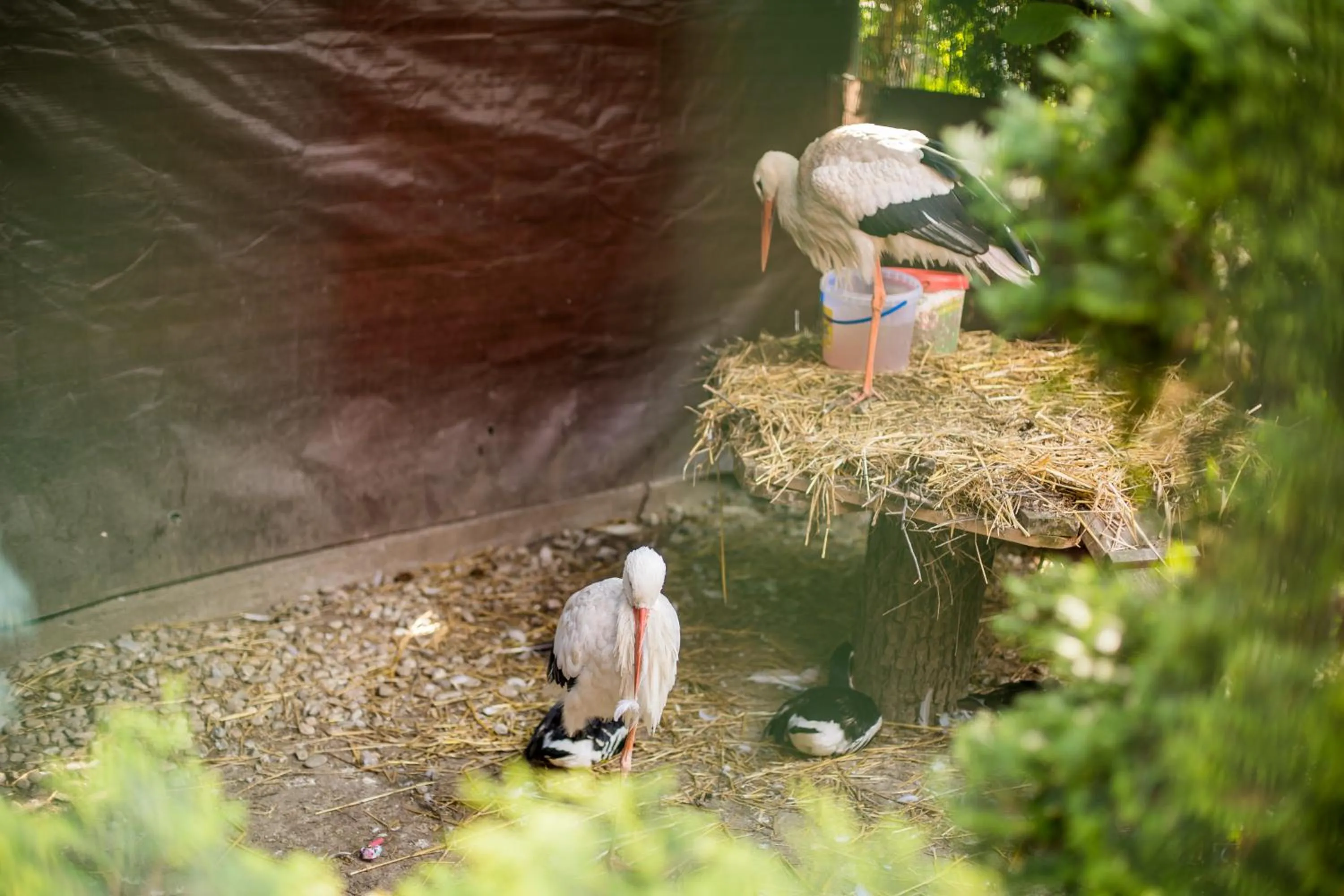 Animals in Eko Hotel Na Wierzynka & Park Pinokia