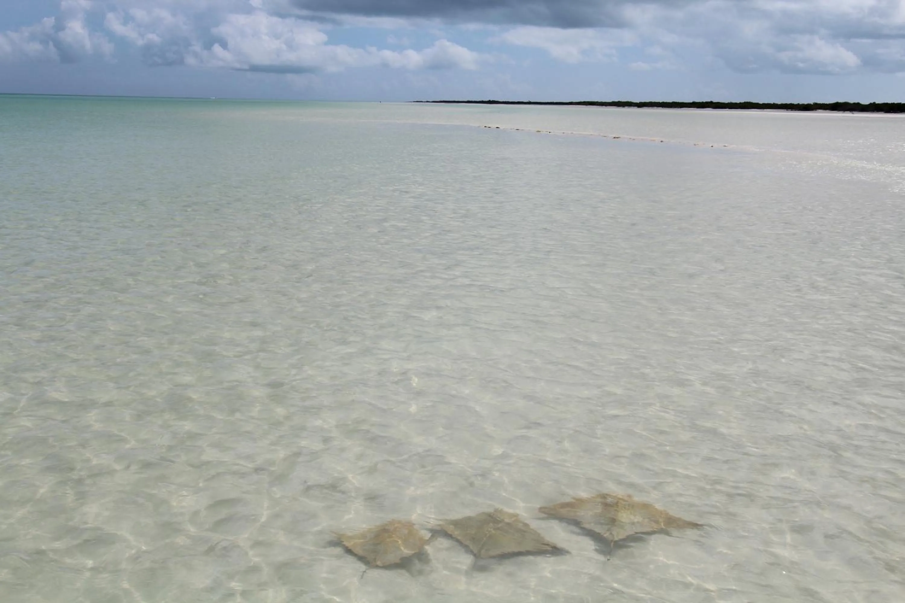 Beach in Hotel Encanto Holbox Beach Front