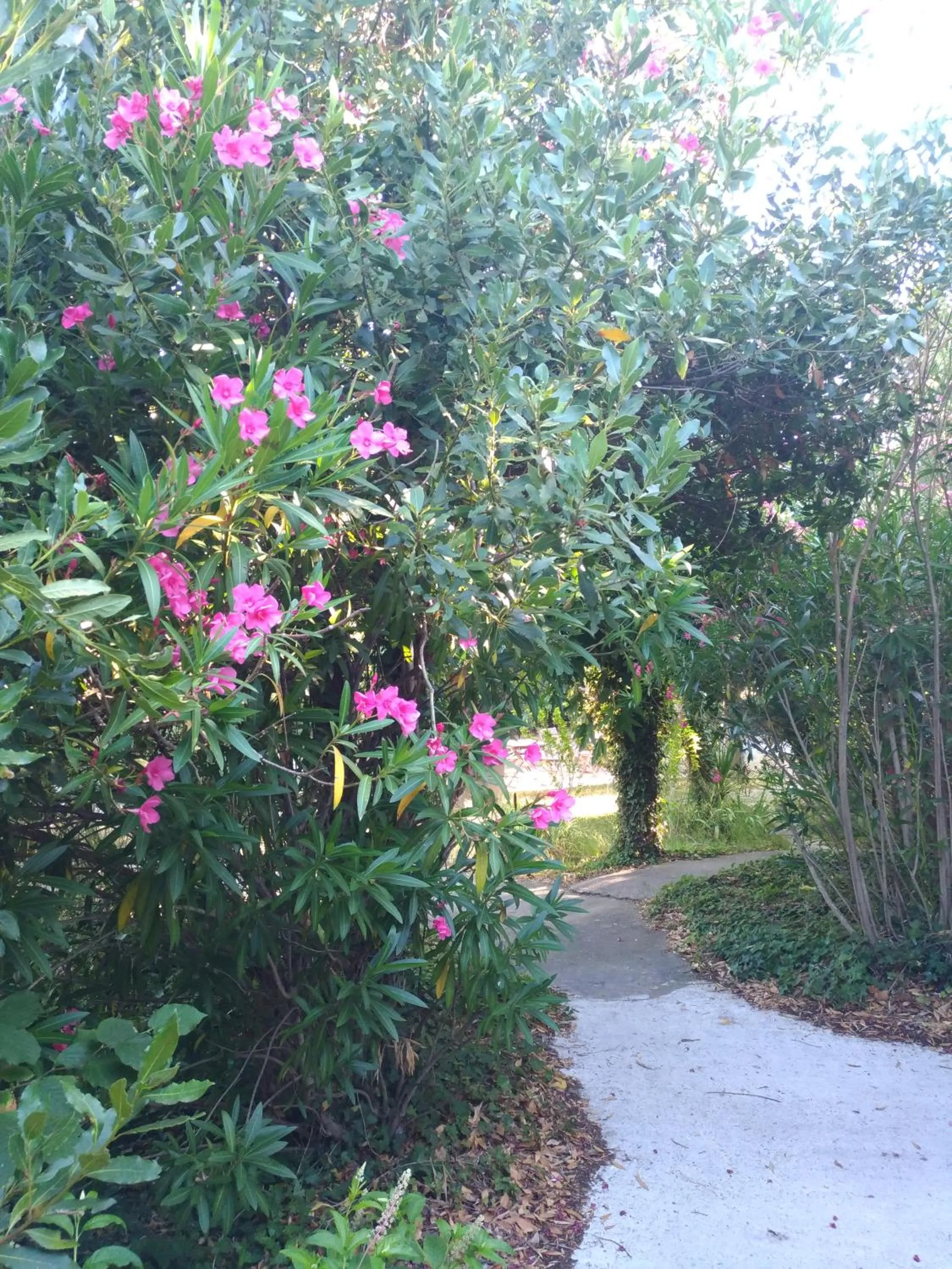 Garden view in La Chaumiere d Agde