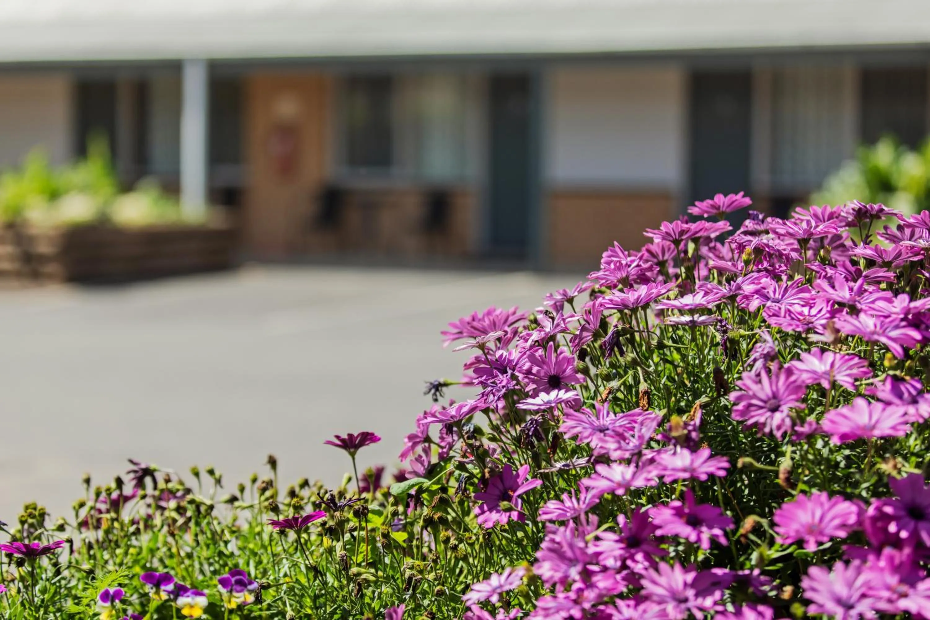 Garden in Maffra Motor Inn