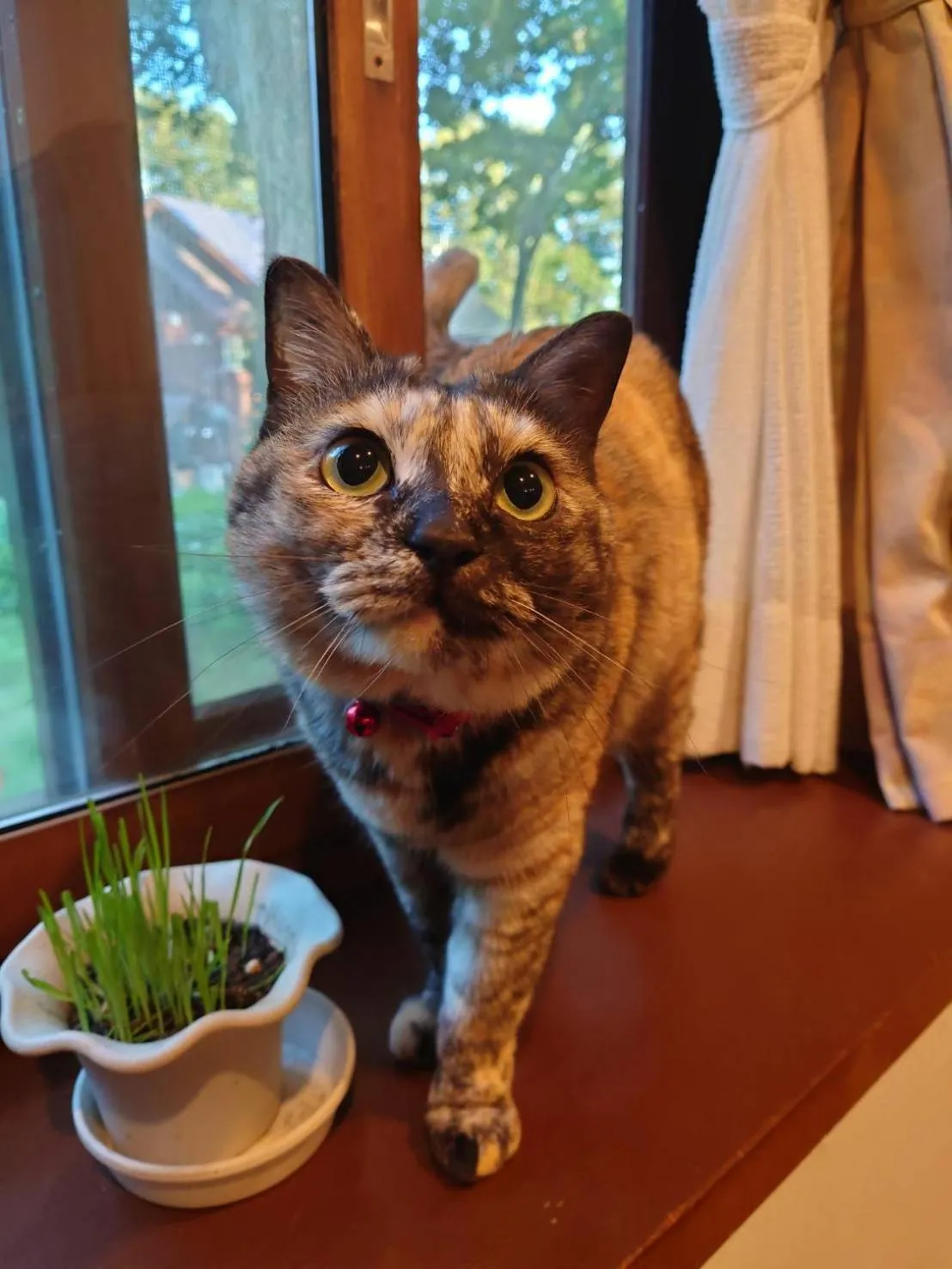 Pets in Pension Rapport in Tambara Plateau