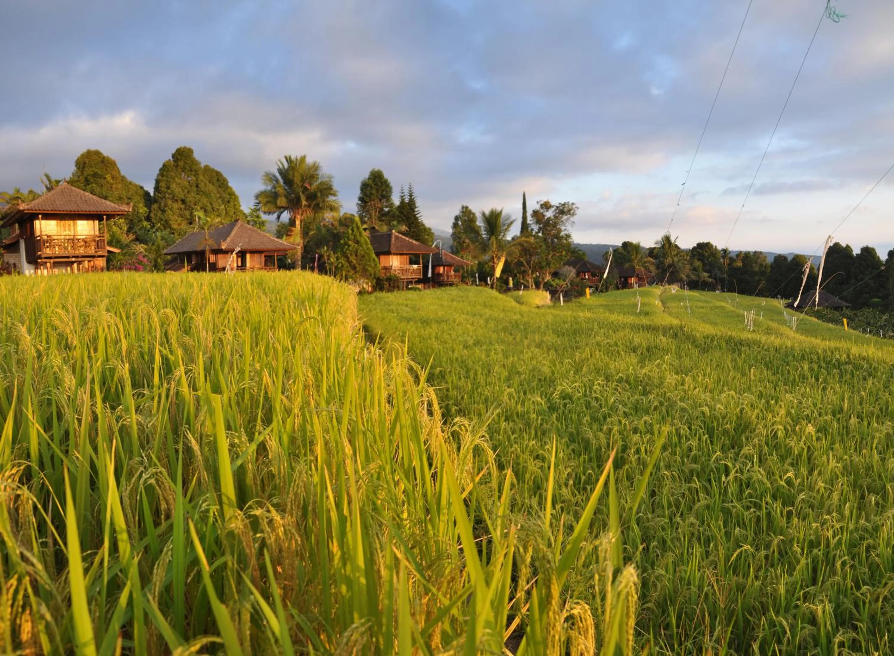 Natural landscape in Puri Lumbung Cottages Restaurant & Spa Munduk