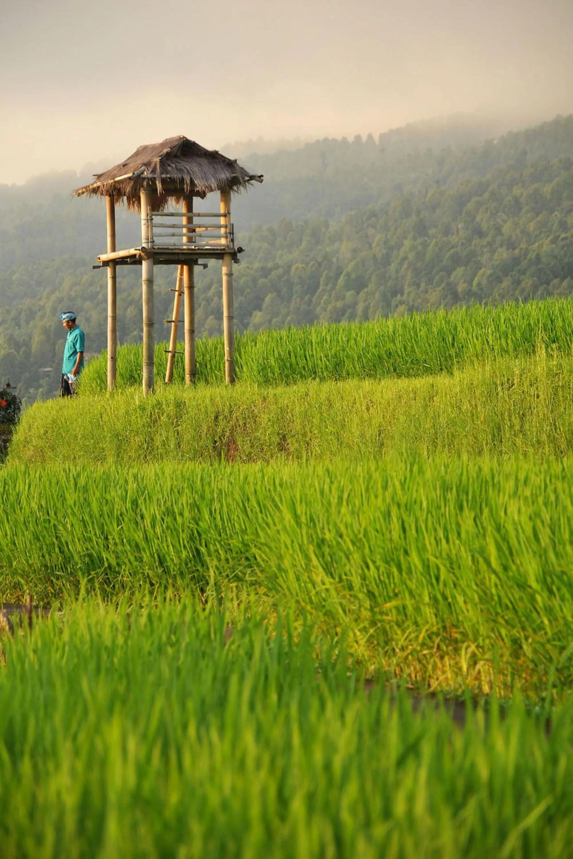 Day in Puri Lumbung Cottages Restaurant & Spa Munduk