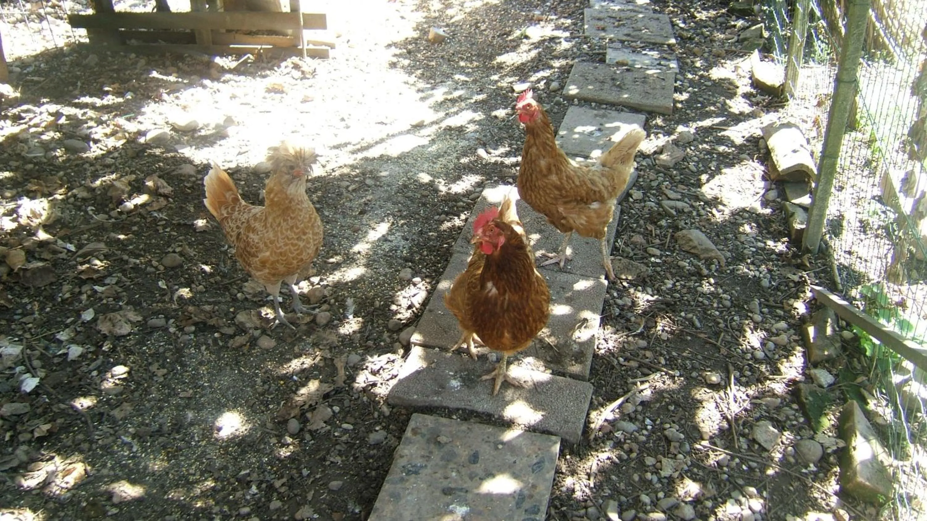 Garden in Locanda Canareggio