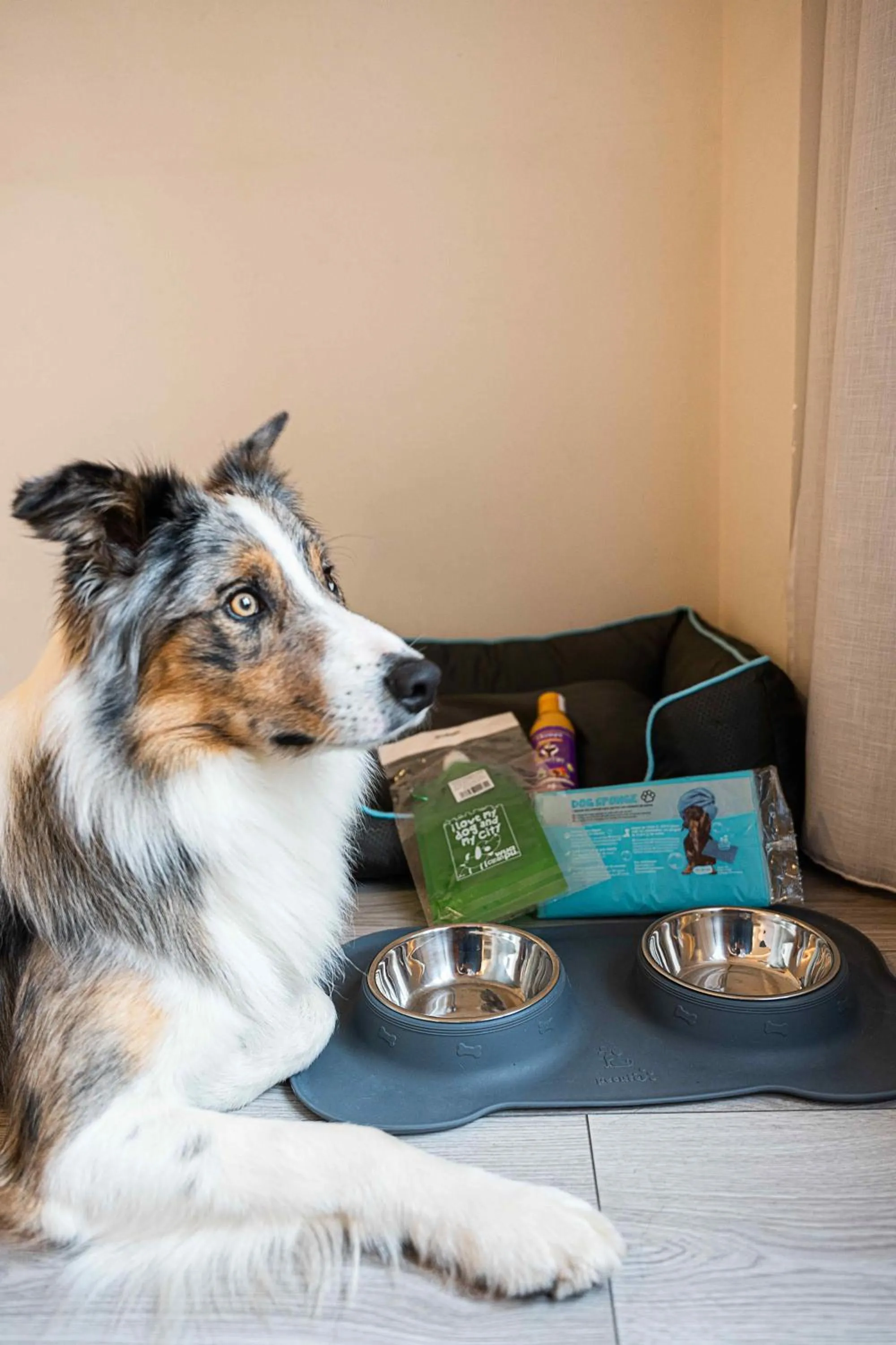 Pets in Hotel Atlántico Vigo