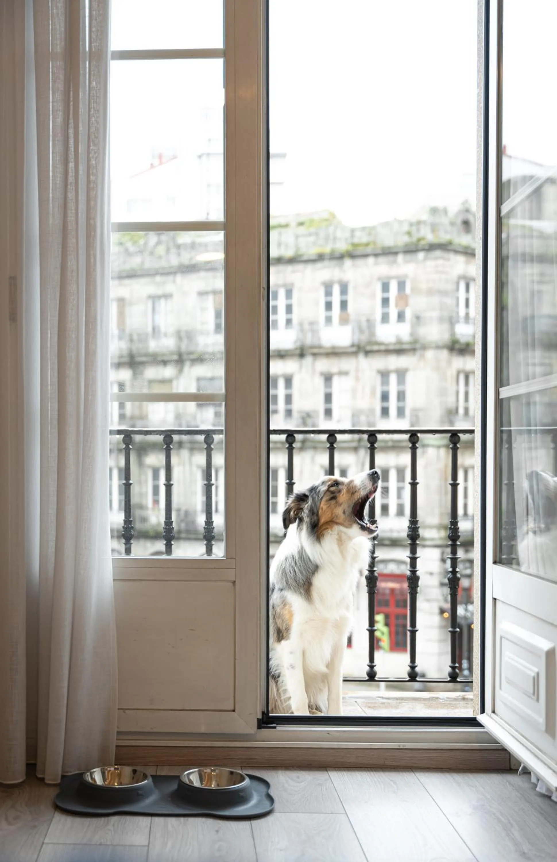 Pets in Hotel Atlántico Vigo