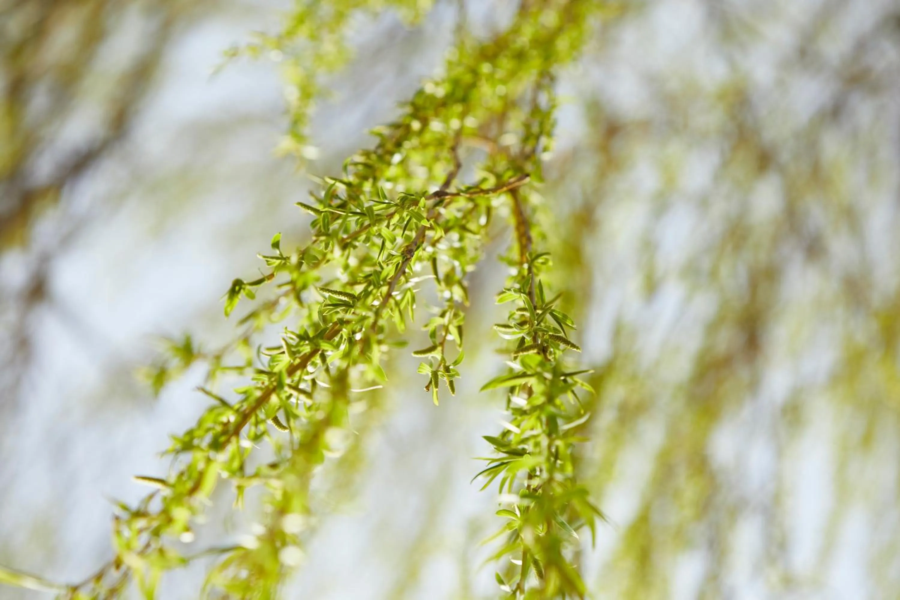 Garden in The Swan, Streatley, Berkshire