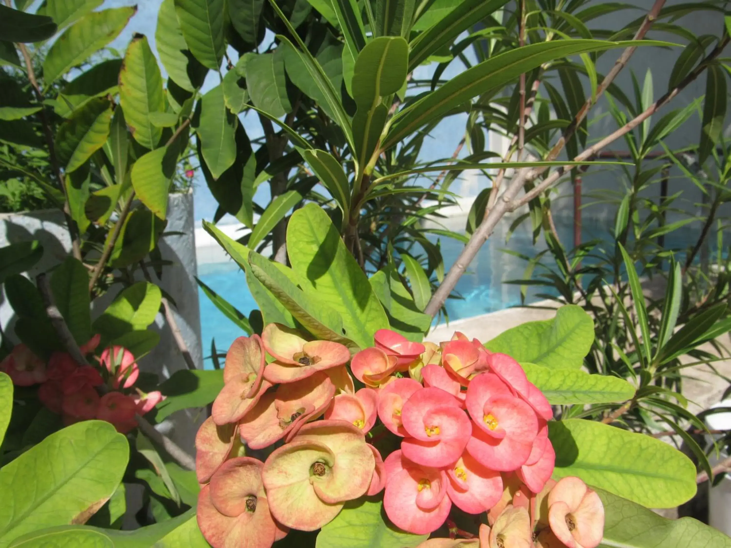 Swimming pool in Blue Coconut Cancun Hotel Swimming pool in Blue Coconut Cancun Hotel