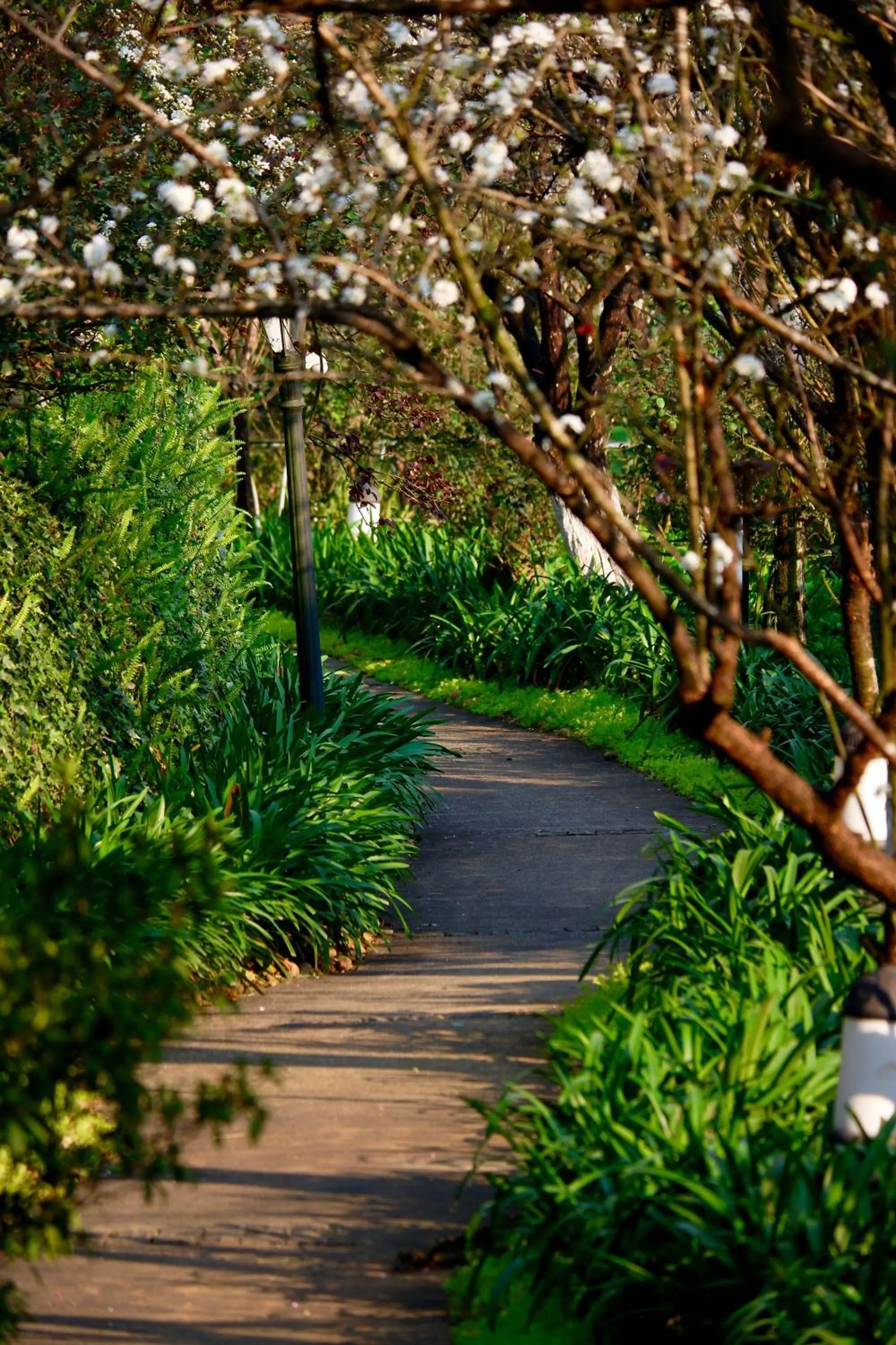 Garden in Silk Path Grand Sapa Resort & Spa