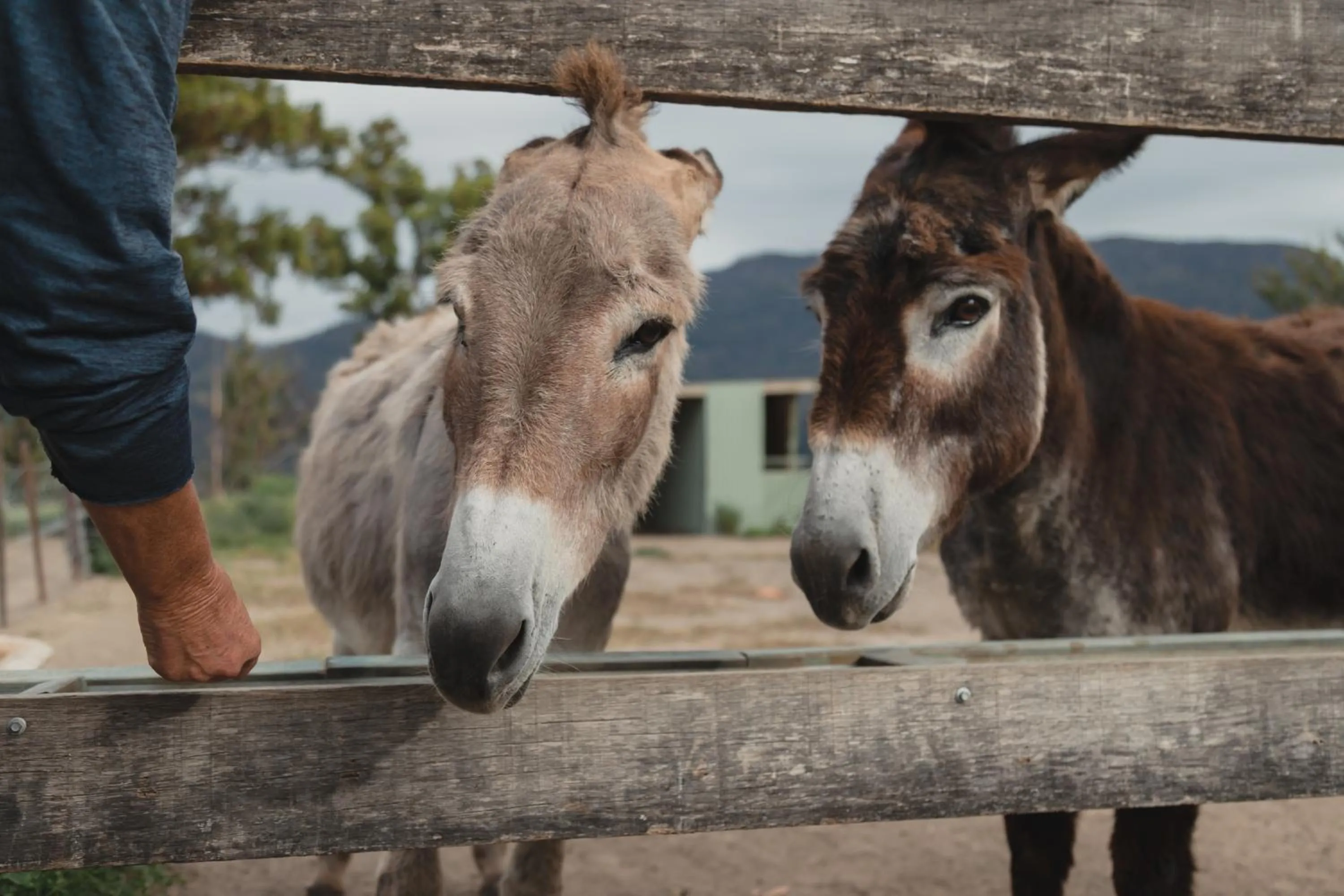 Animals in Banksia Park Cottages