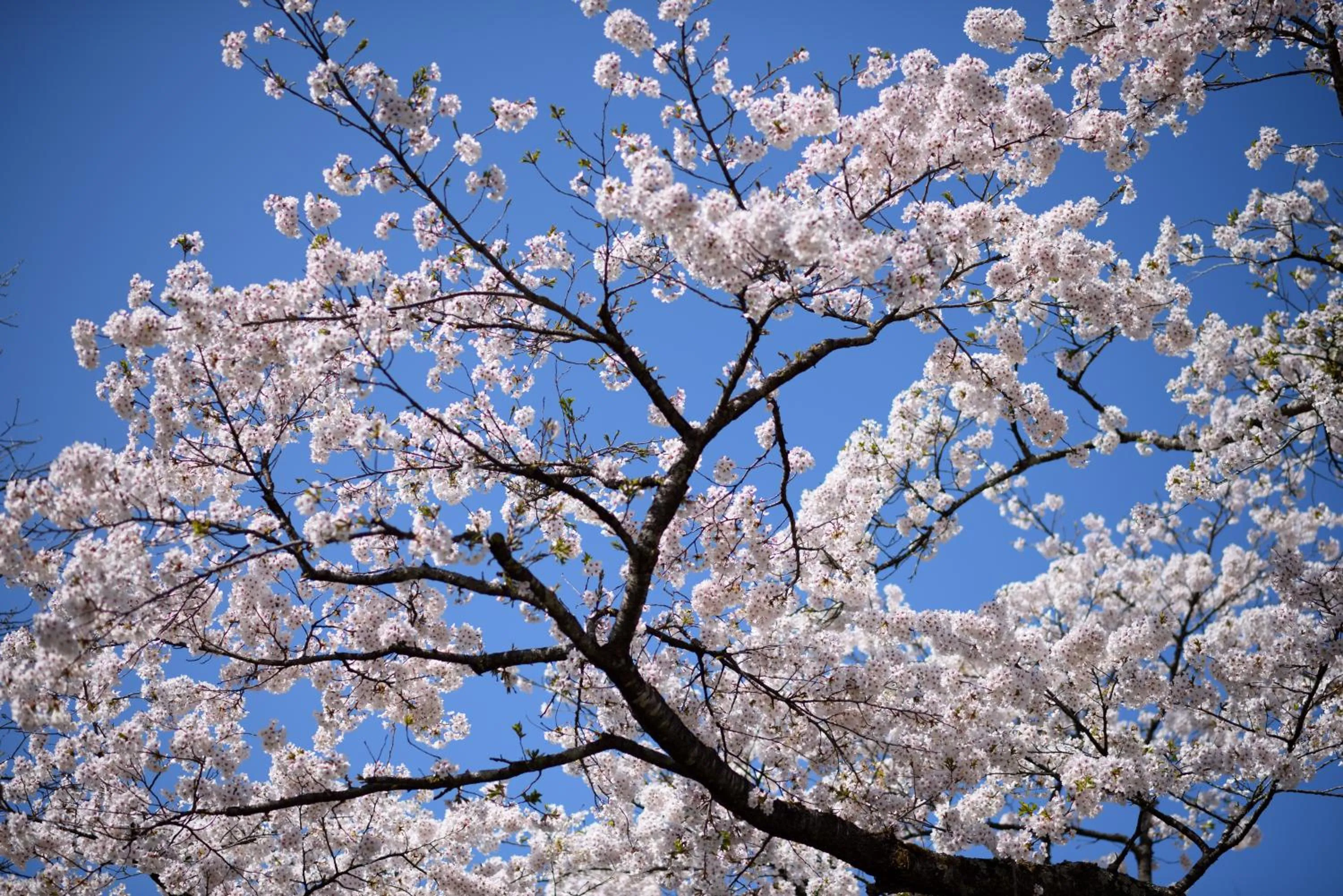 Nearby landmark in Onogawa Onsen Kajikaso