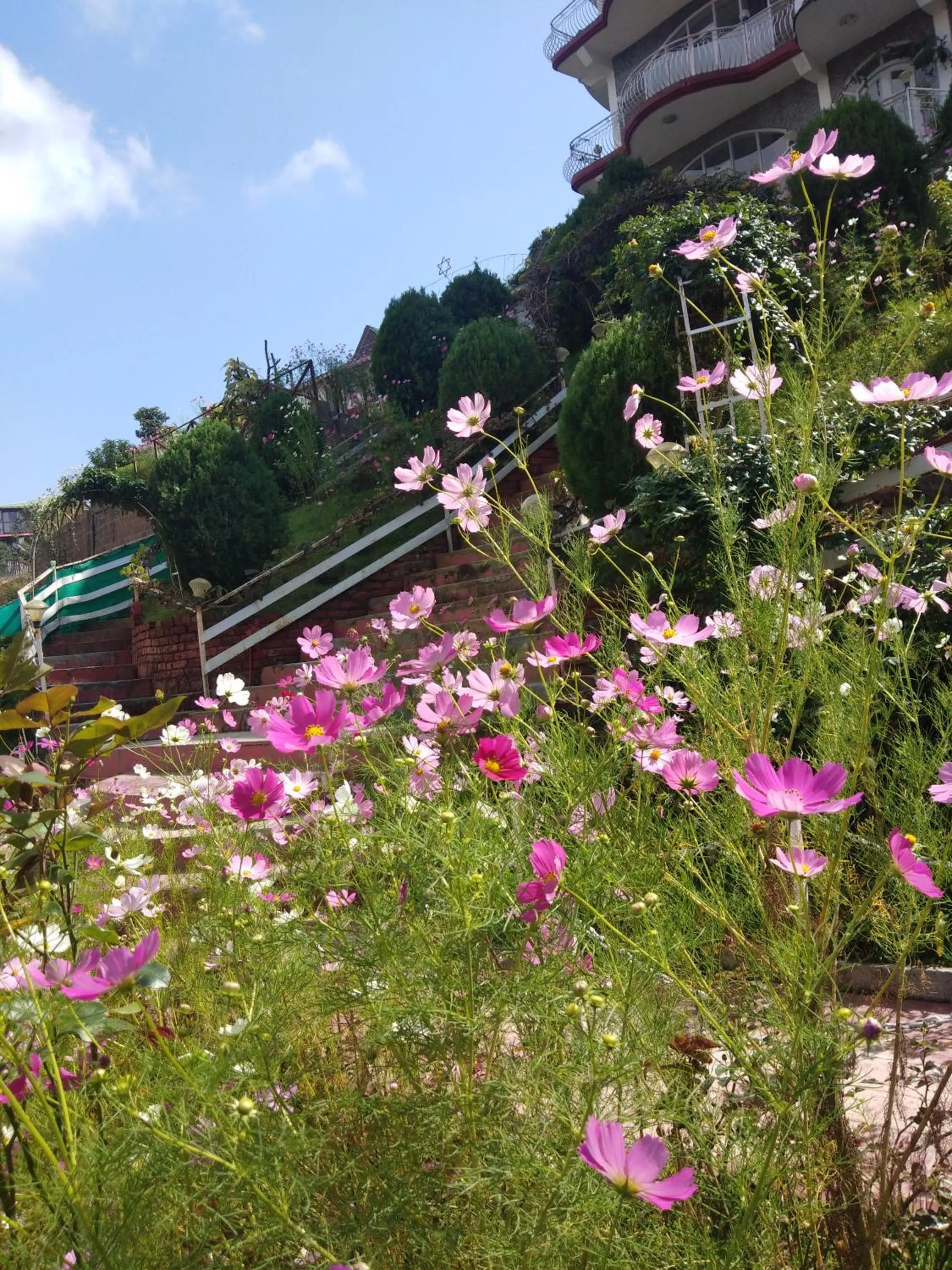 Garden in Hotel Victoriya Palace,Mcleod Ganj