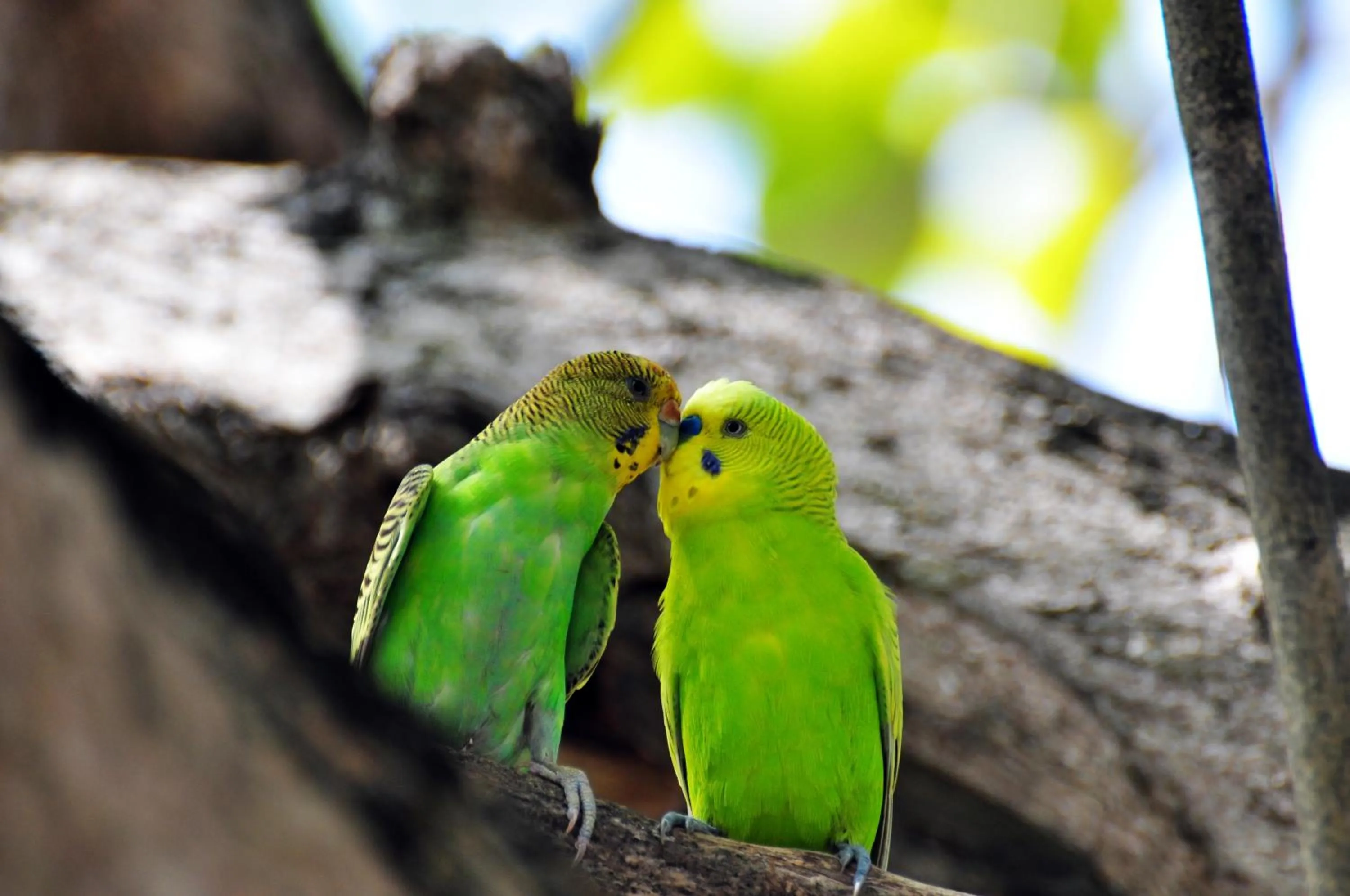 Garden in Thulhagiri Island Resort & Spa