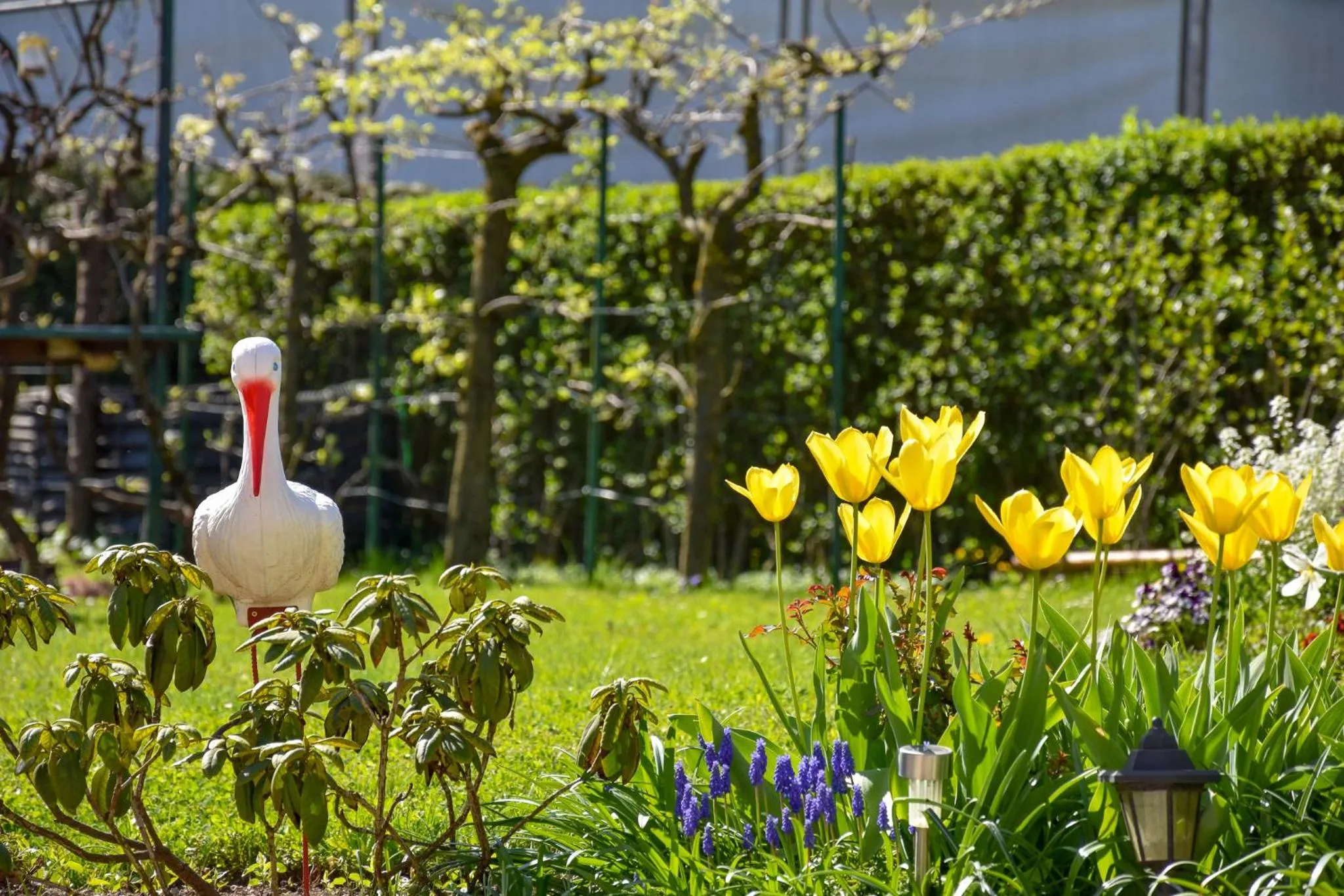 Garden in Apartma Franko