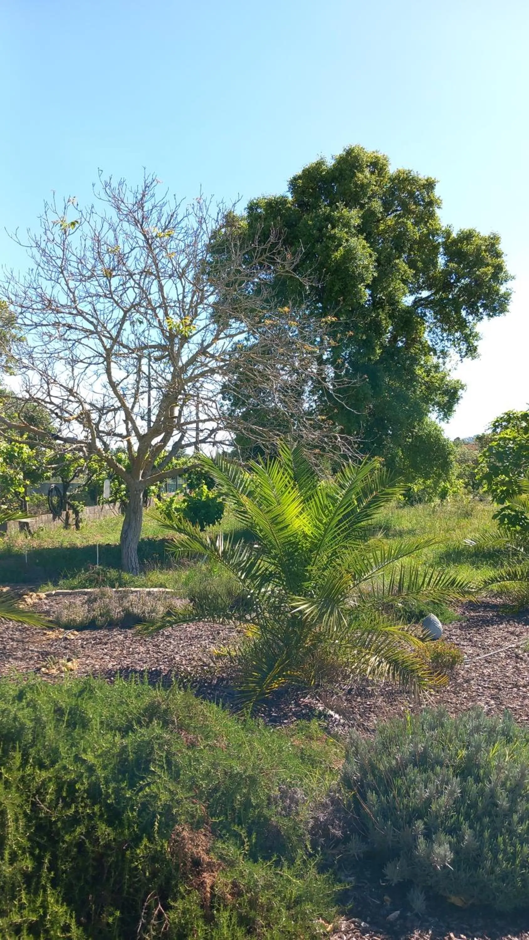 Garden in Quinta Laranjal da Arrabida