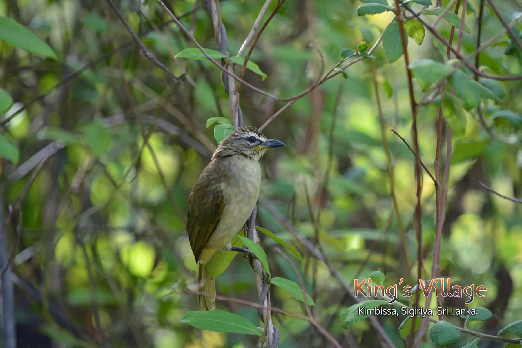 Kings Village Sigiriya