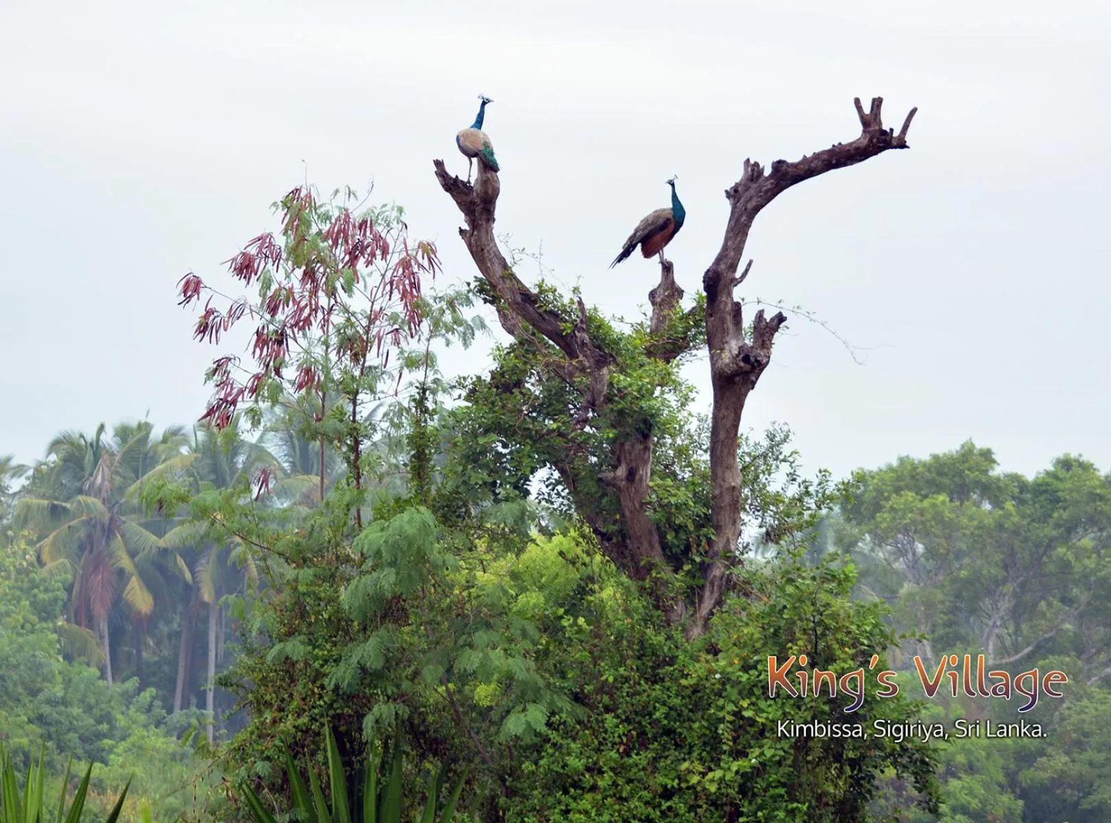 Kings Village Sigiriya