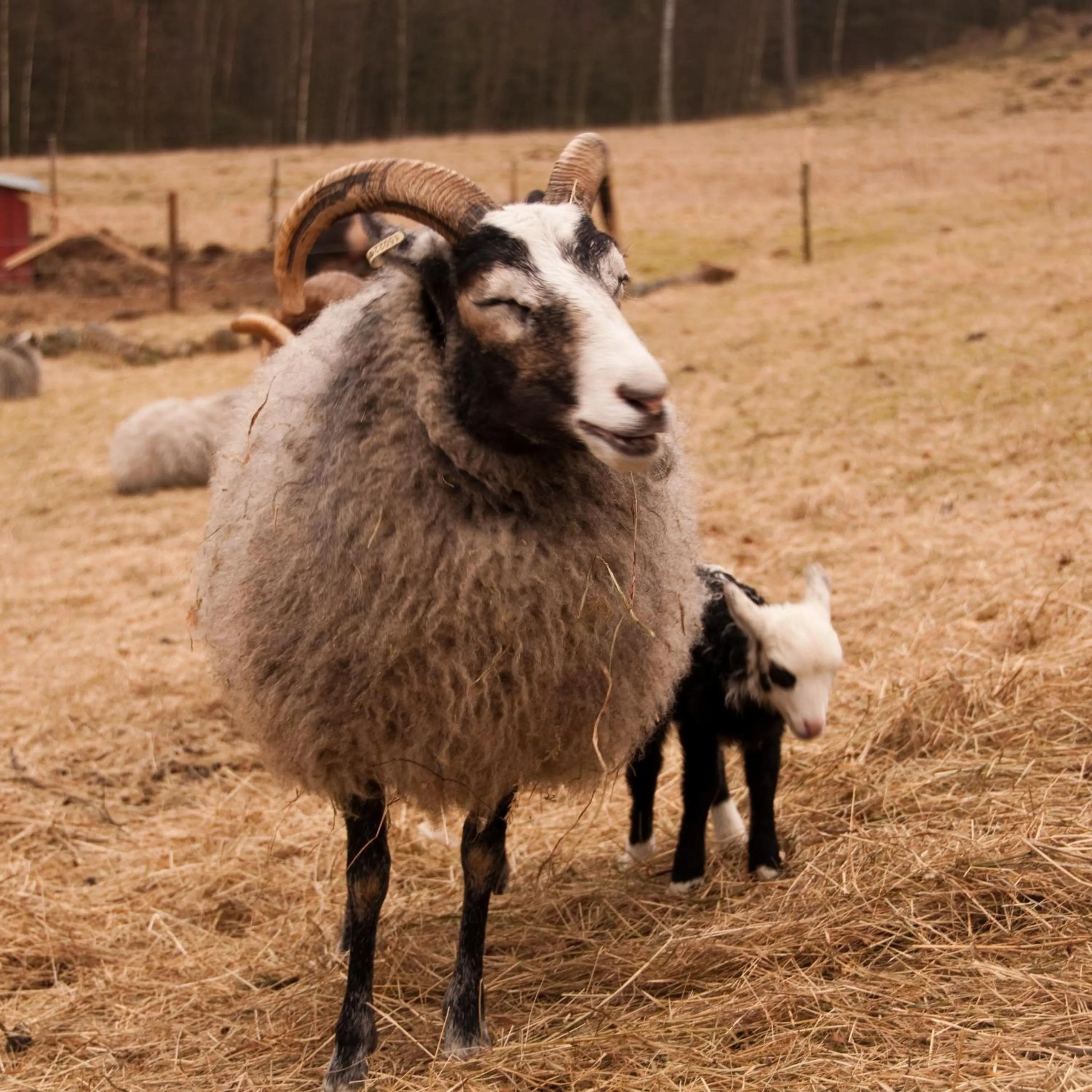 Escape to PaulssonPaleo