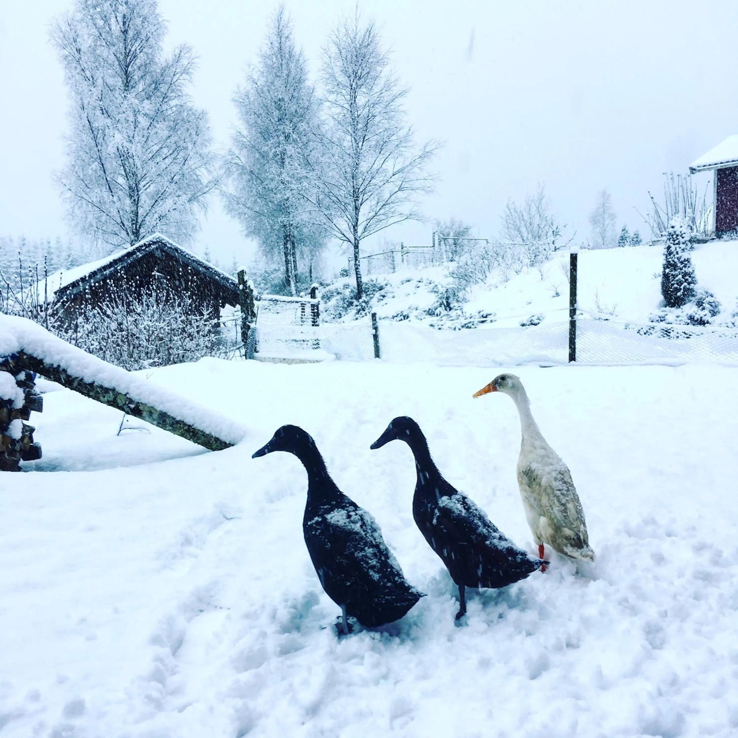 Escape to PaulssonPaleo