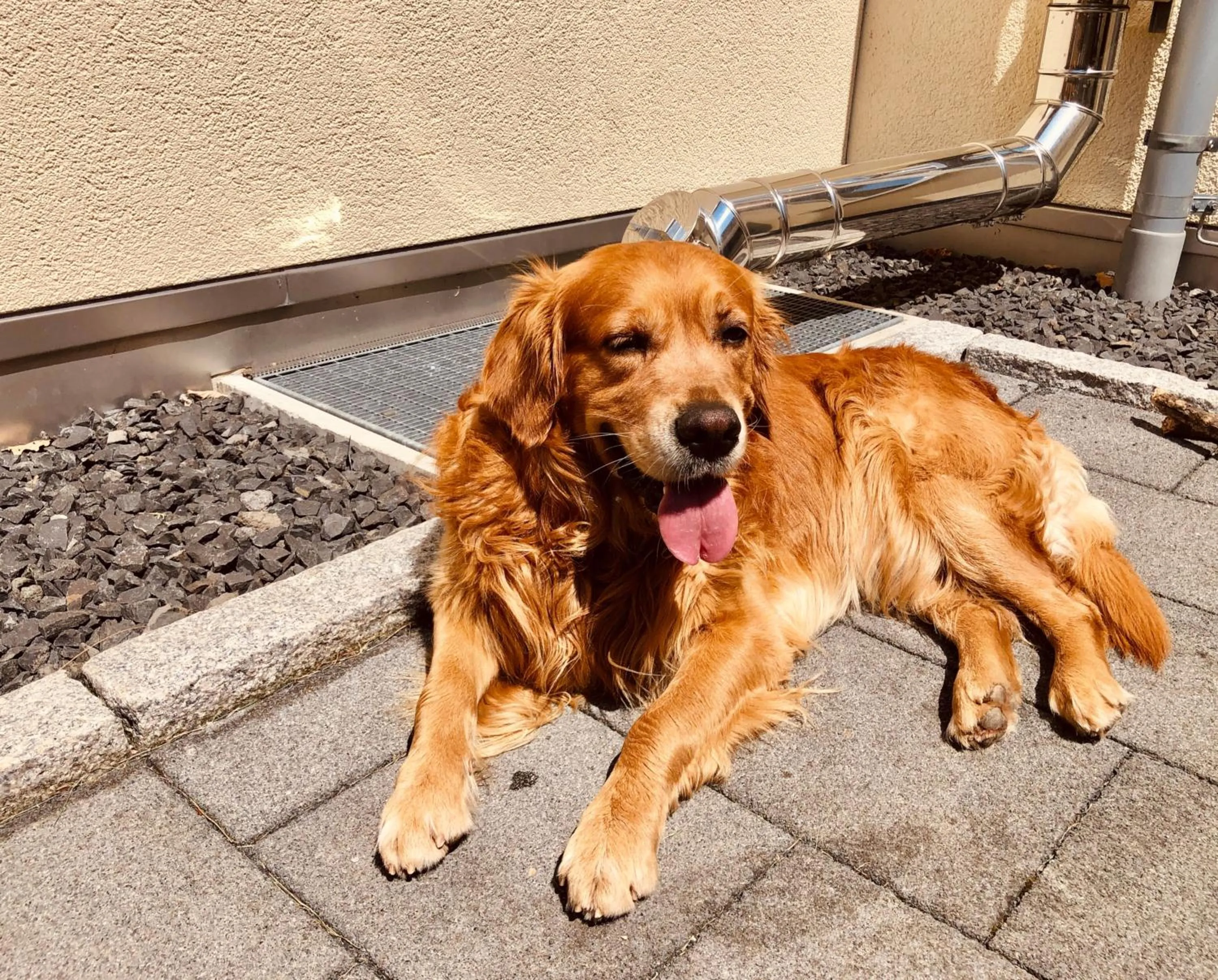 Pets in Hotel & Gasthof Löwen