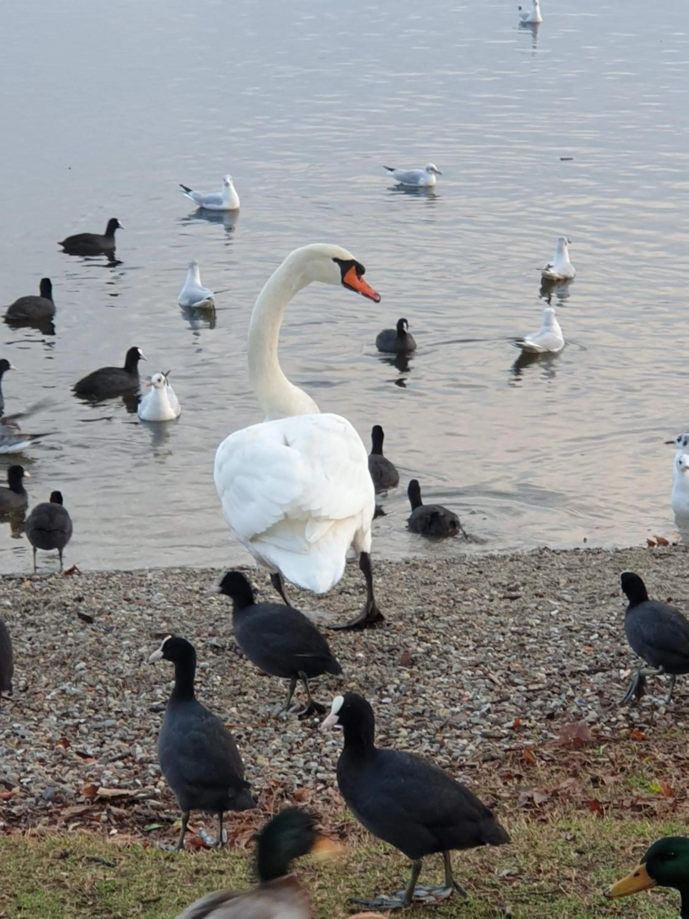 Animals in Le Tre Arti