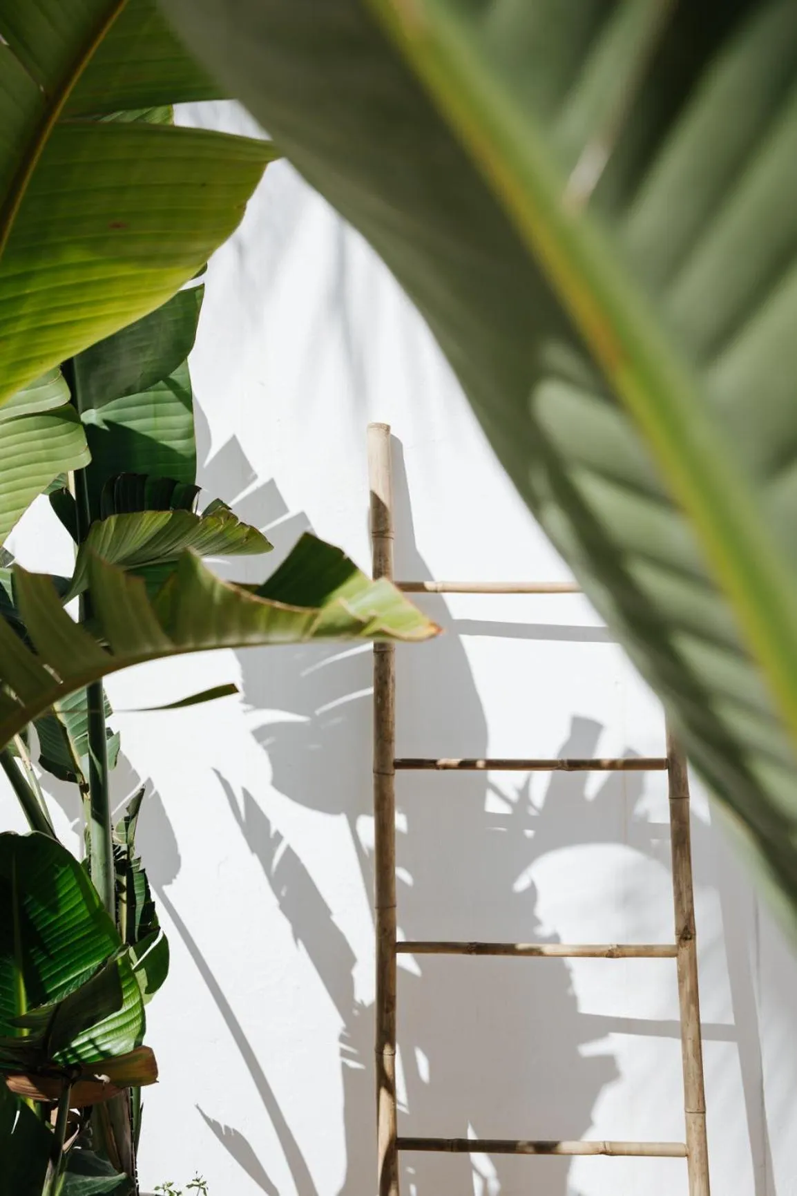 Garden in La Bohemia del Rio Boutique Hotel - Adults Only