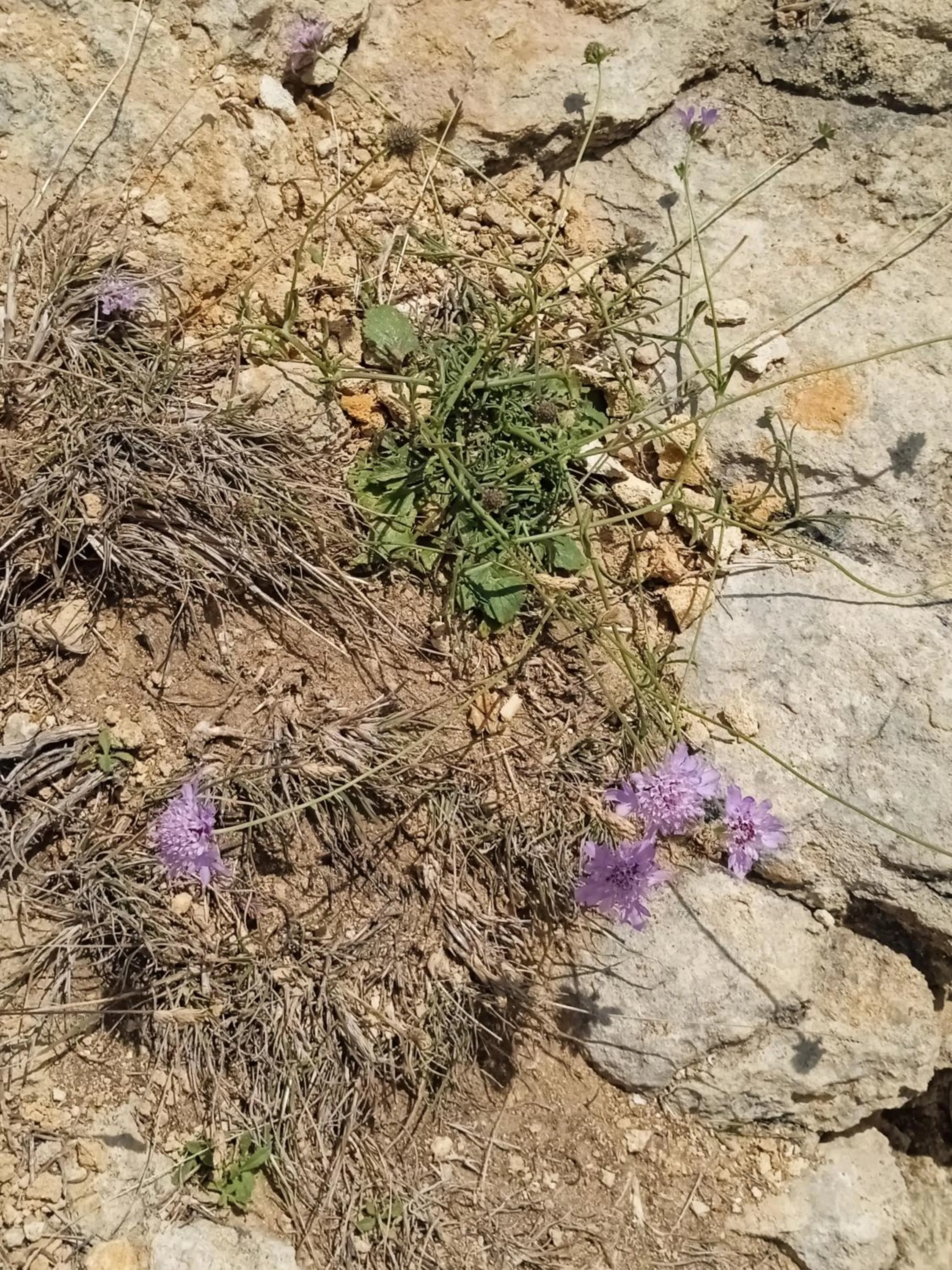 Ilona Apartments Chania