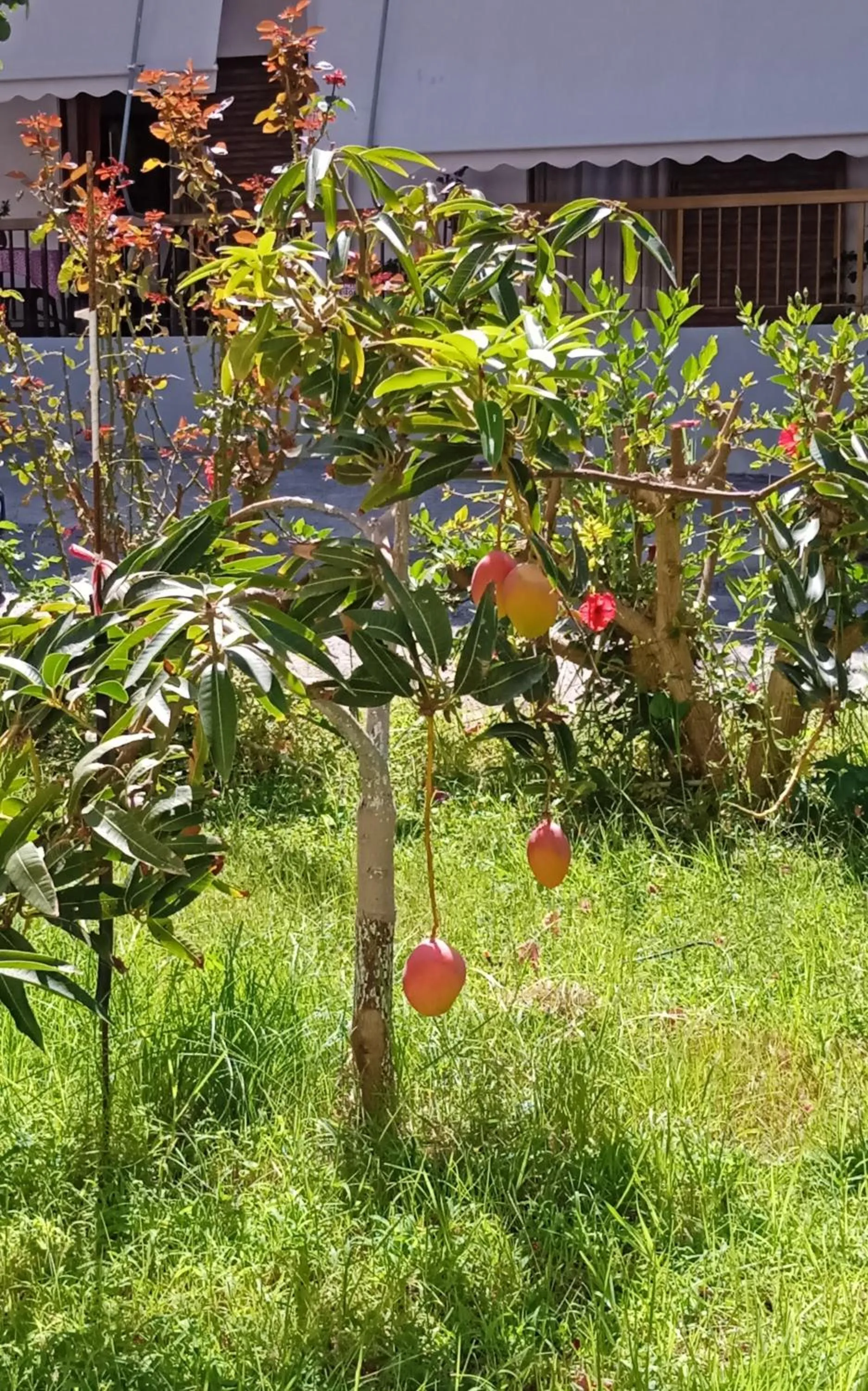 Ilona Apartments Chania