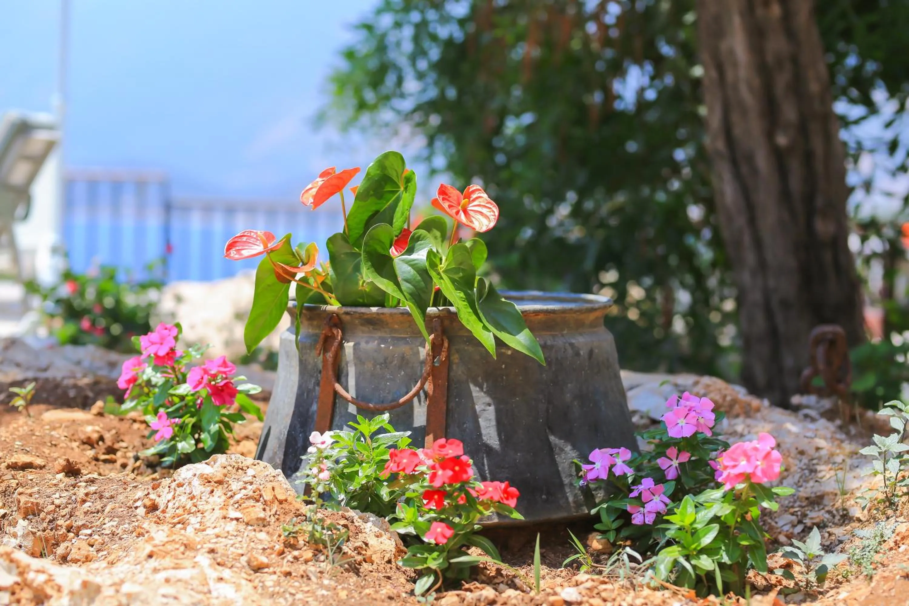 Garden in Villa Dundar - Kas Apartments