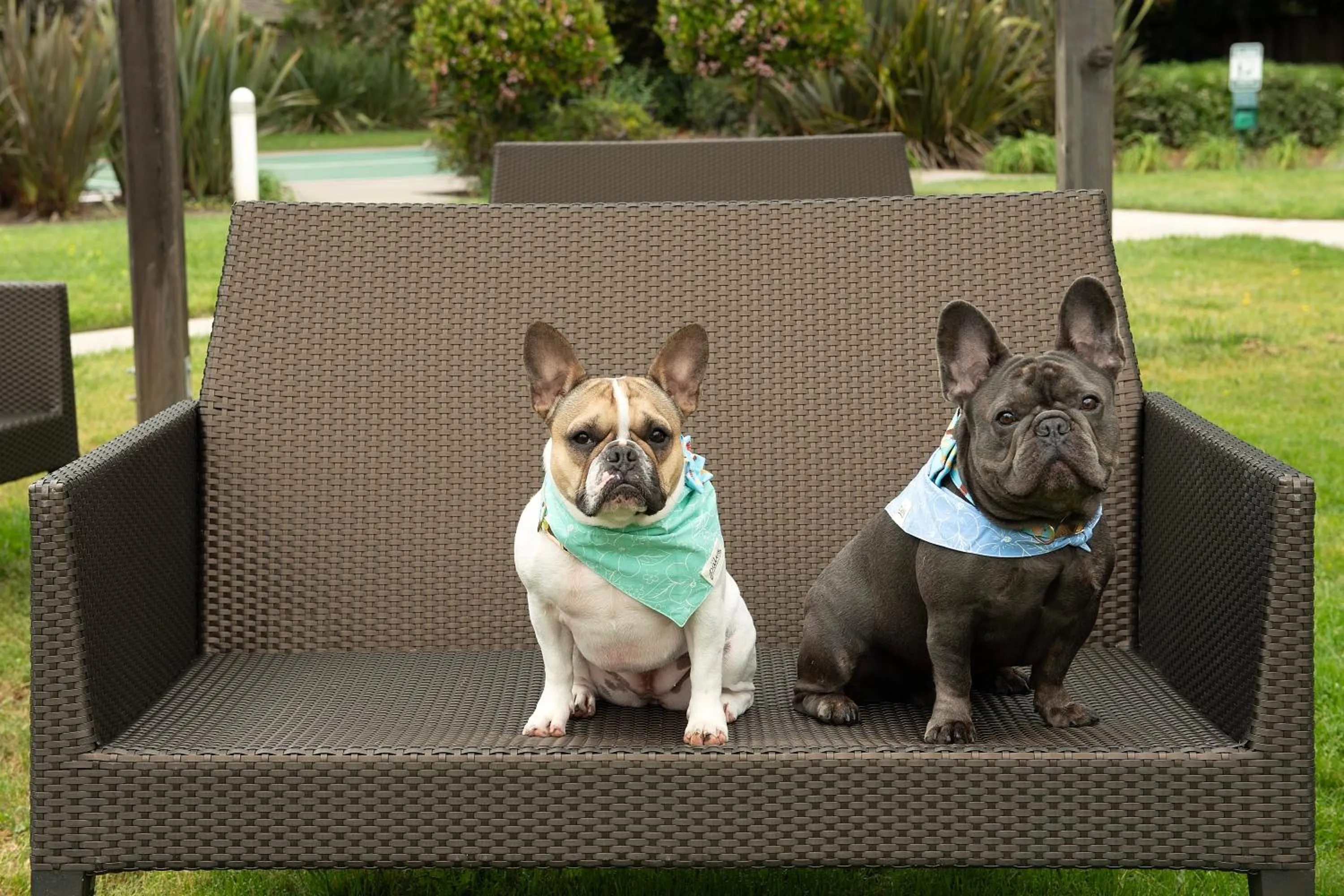pet friendly in Residence Inn Palo Alto Los Altos