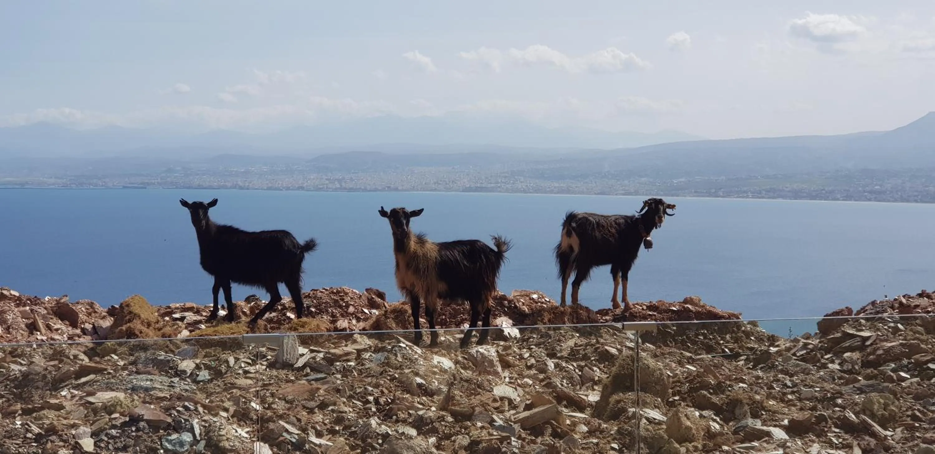 Animals in Ocean Villas Complex