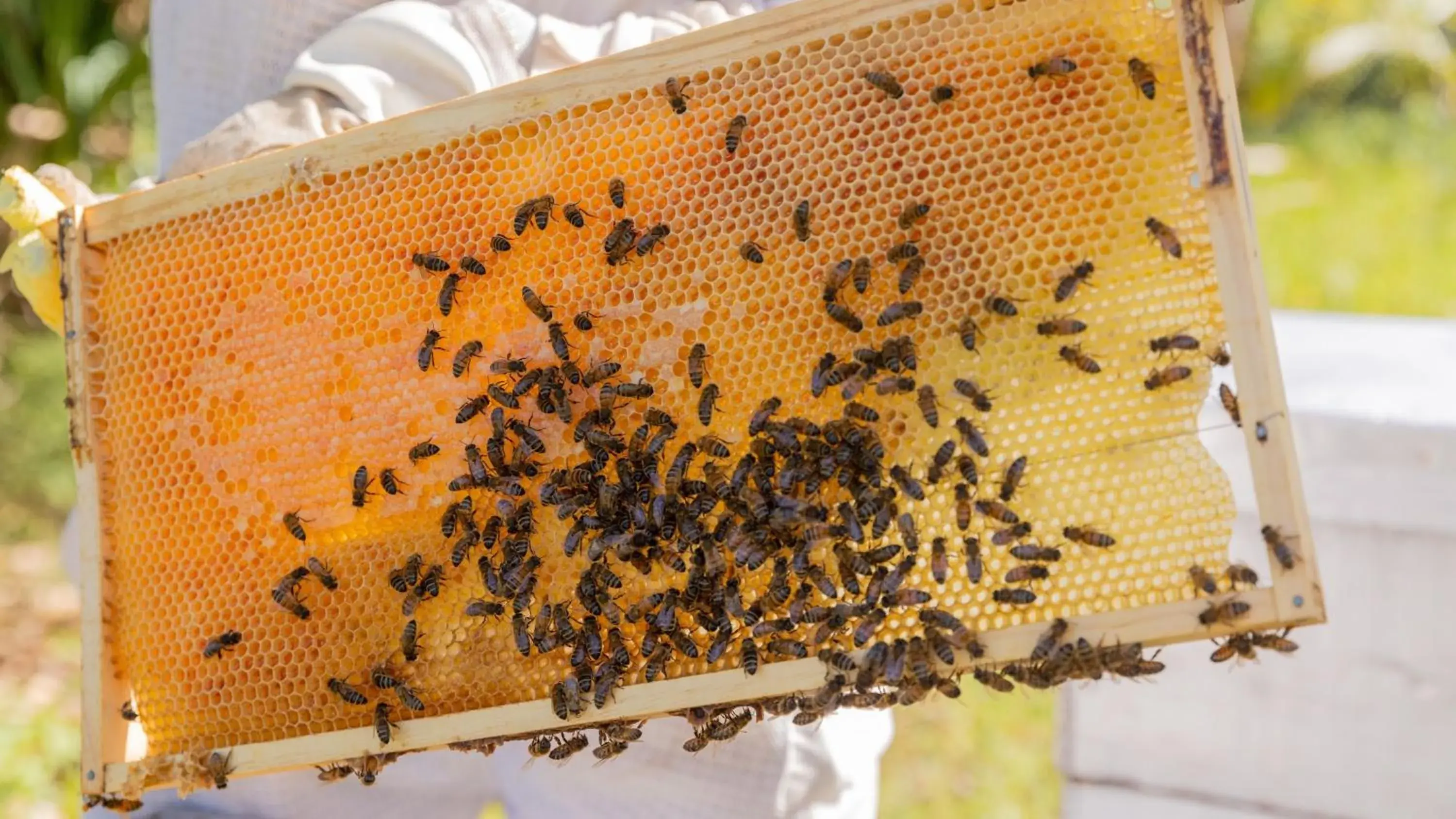 Lobby or reception in InterContinental Fiji Golf Resort & Spa by IHG Lobby or reception in InterContinental Fiji Golf Resort & Spa by IHG