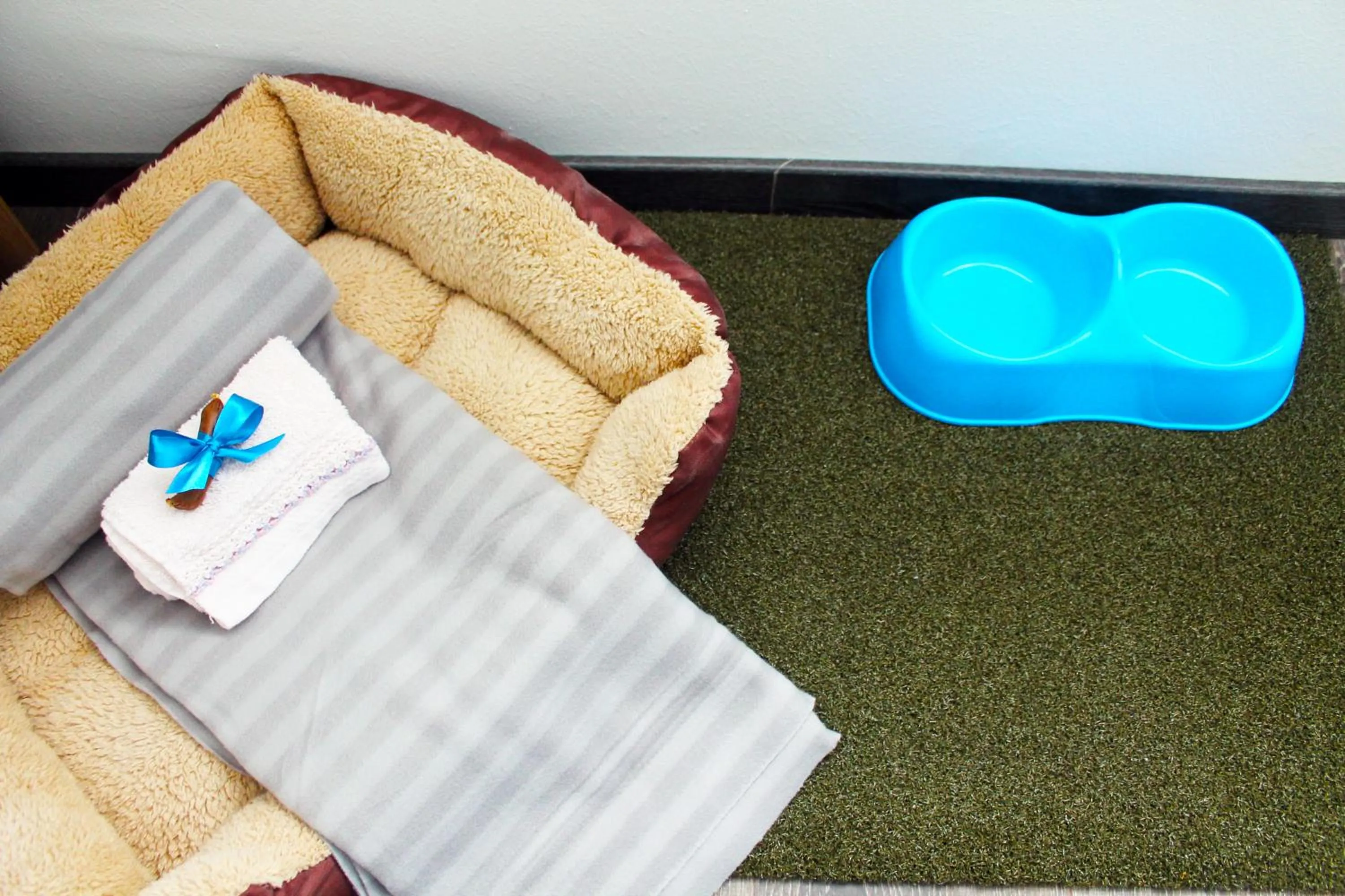 Animals in Francis Superior Rooms