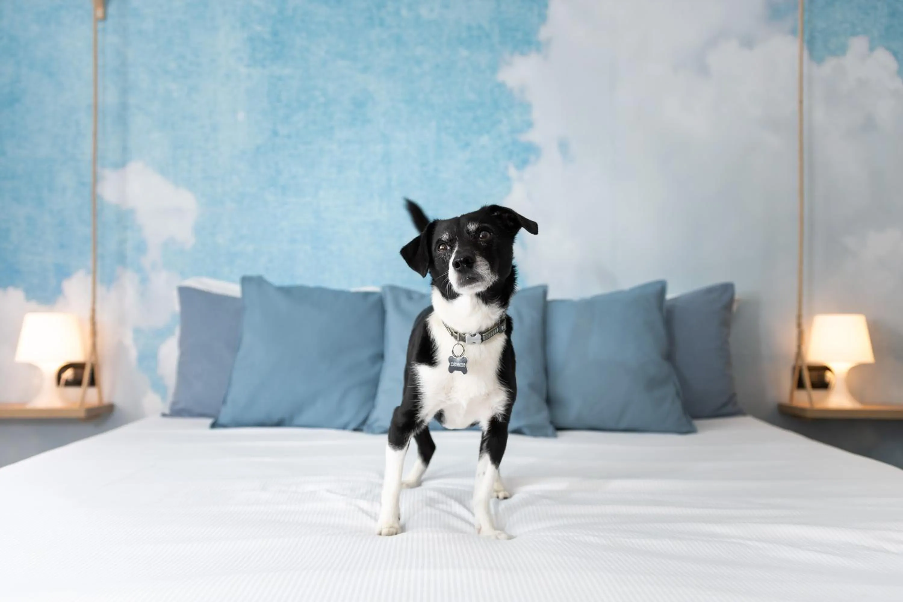 Animals, Bed in Francis Superior Rooms