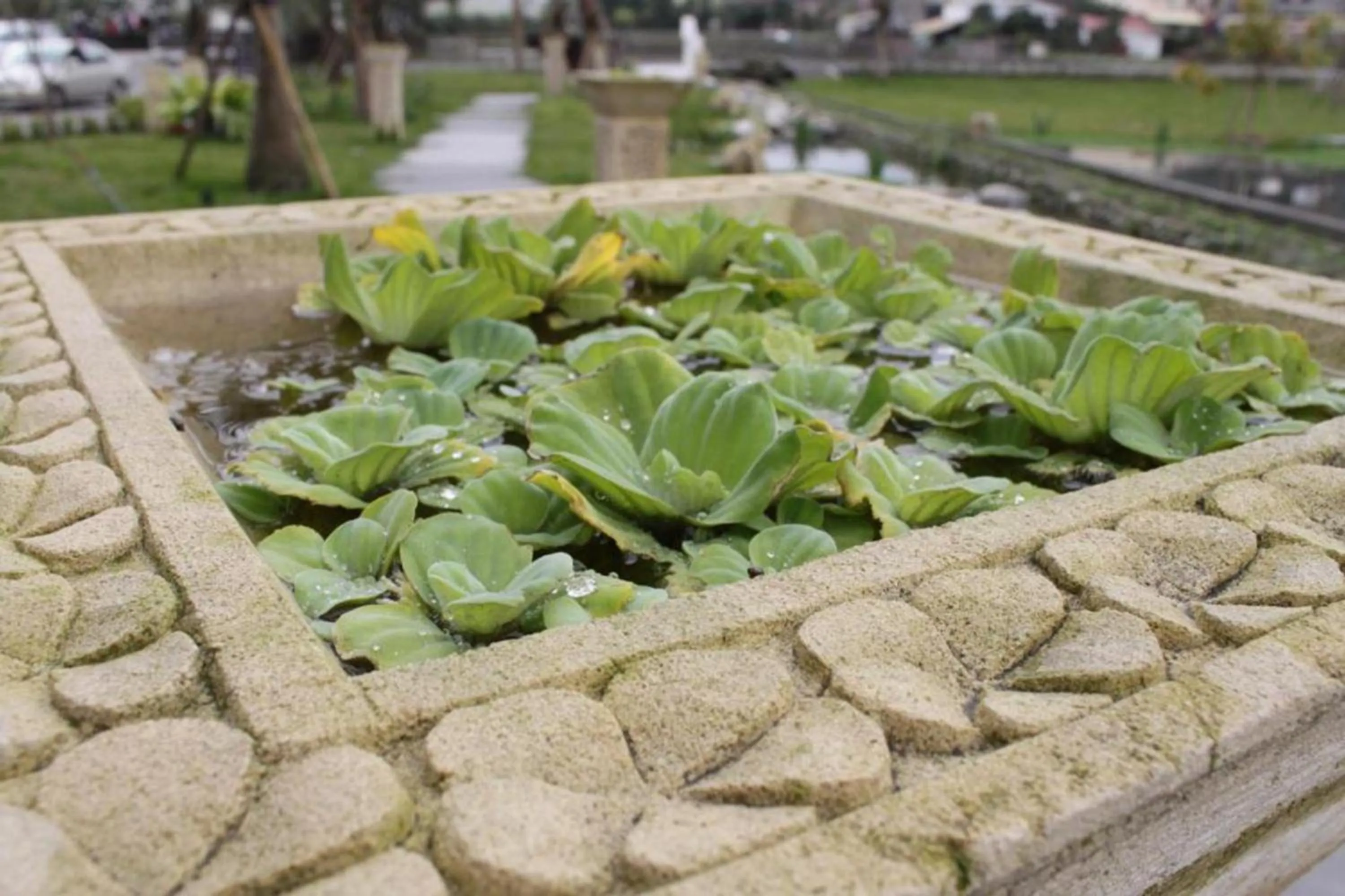 Garden in Aqua Star Villa Homestay